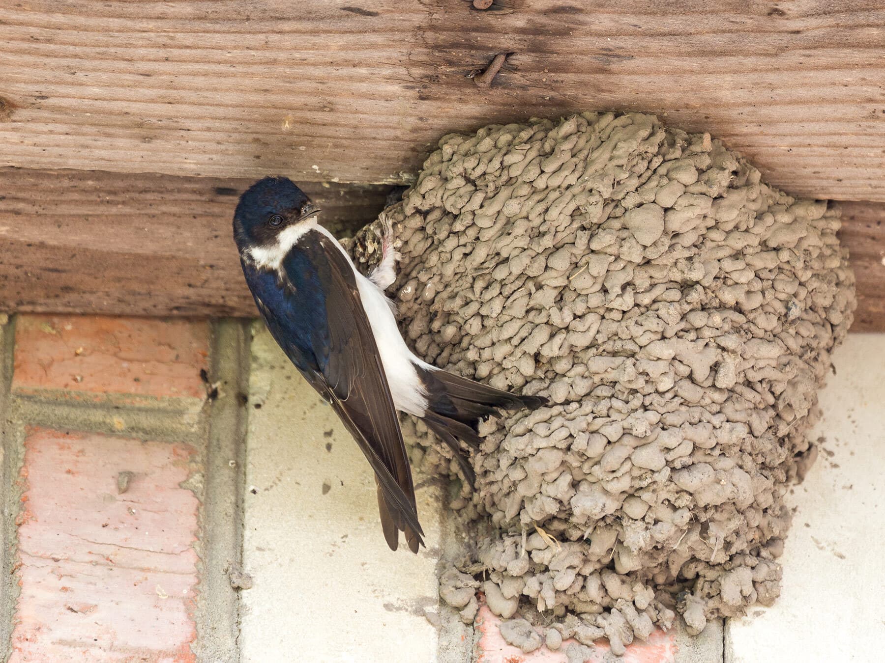 House martin nest