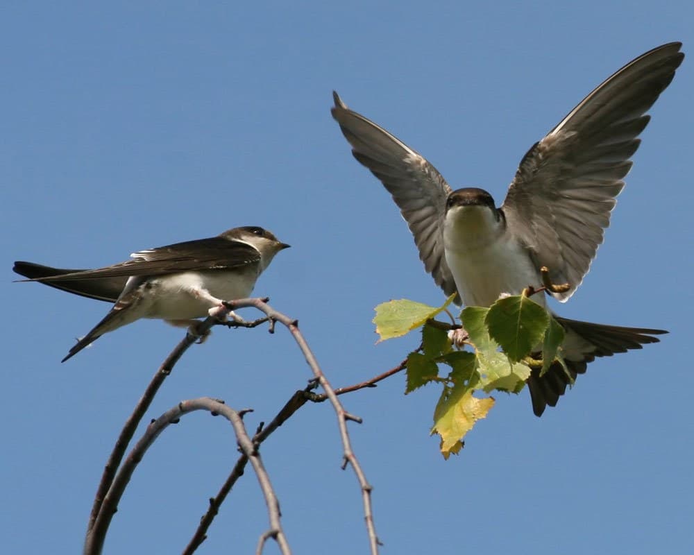 House martin perched on branch
