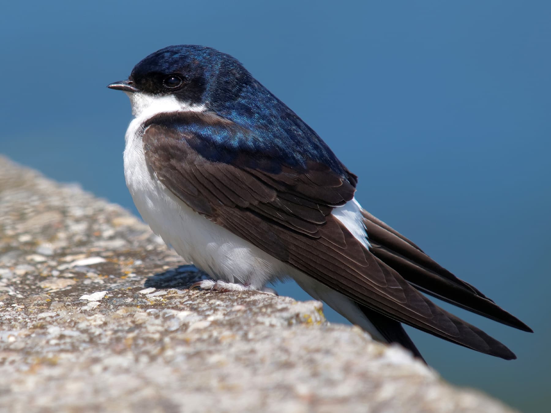 House Martin
