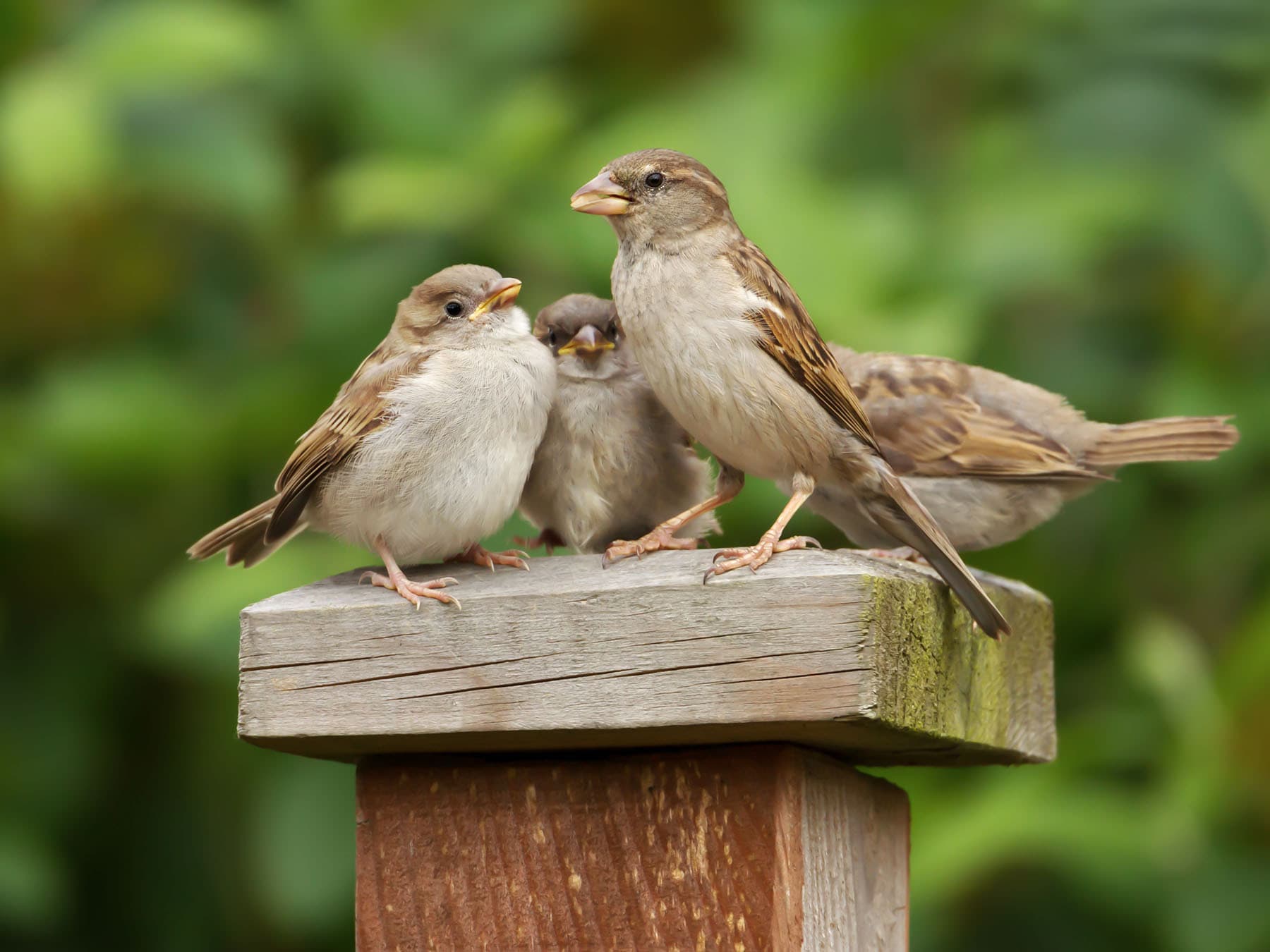 House sparrow chicks