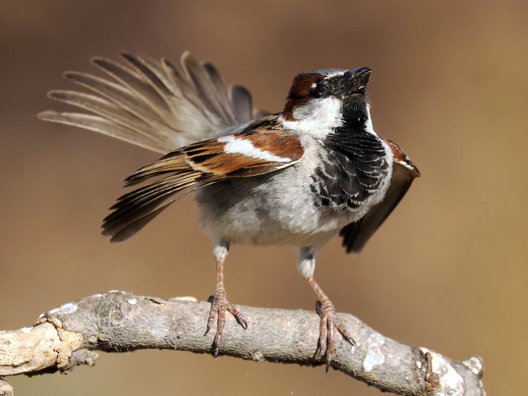 A male House Sparrow displaying: wings drooped, tail raised and fanned