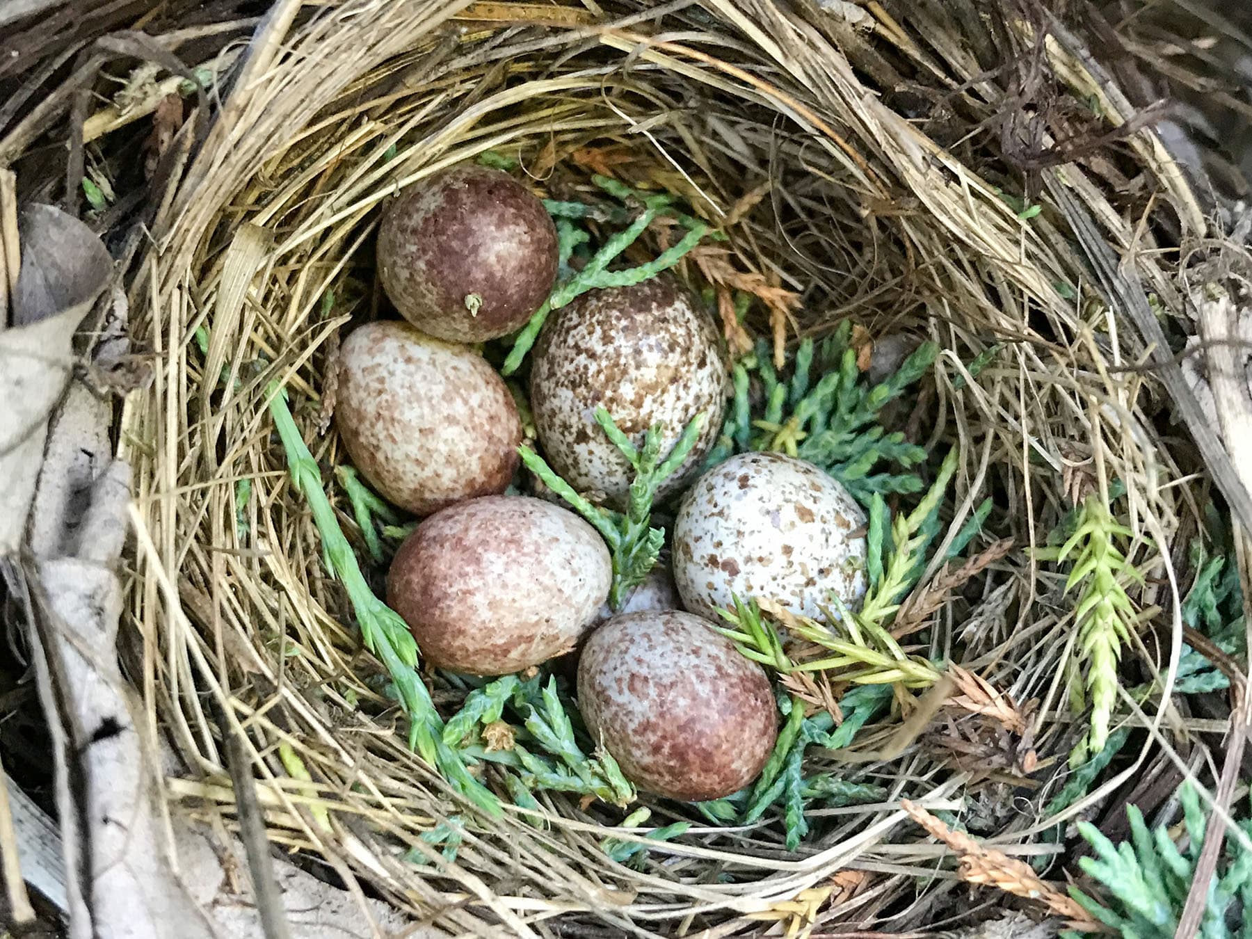 House sparrow eggs