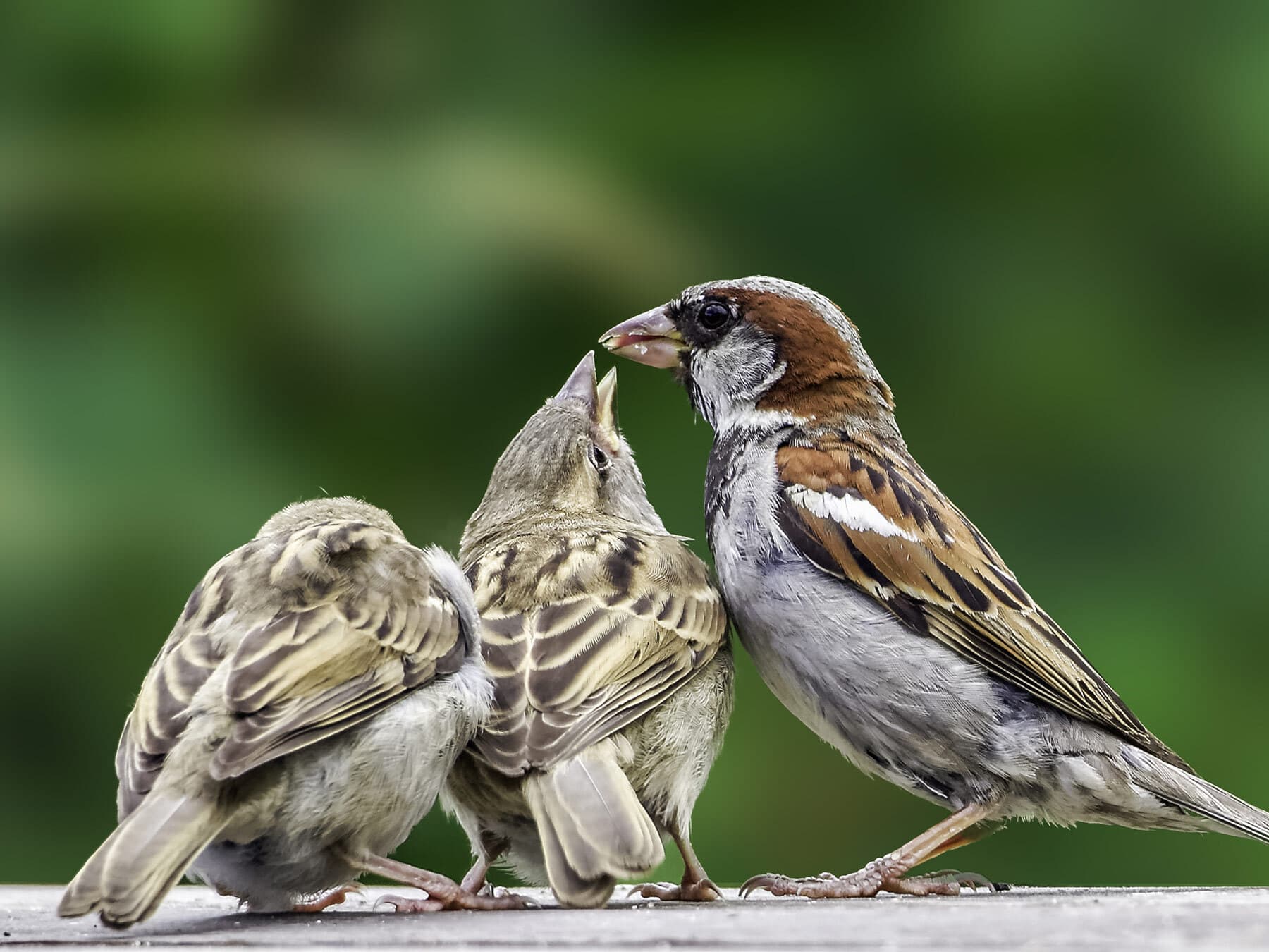 House sparrow feeding fledglings