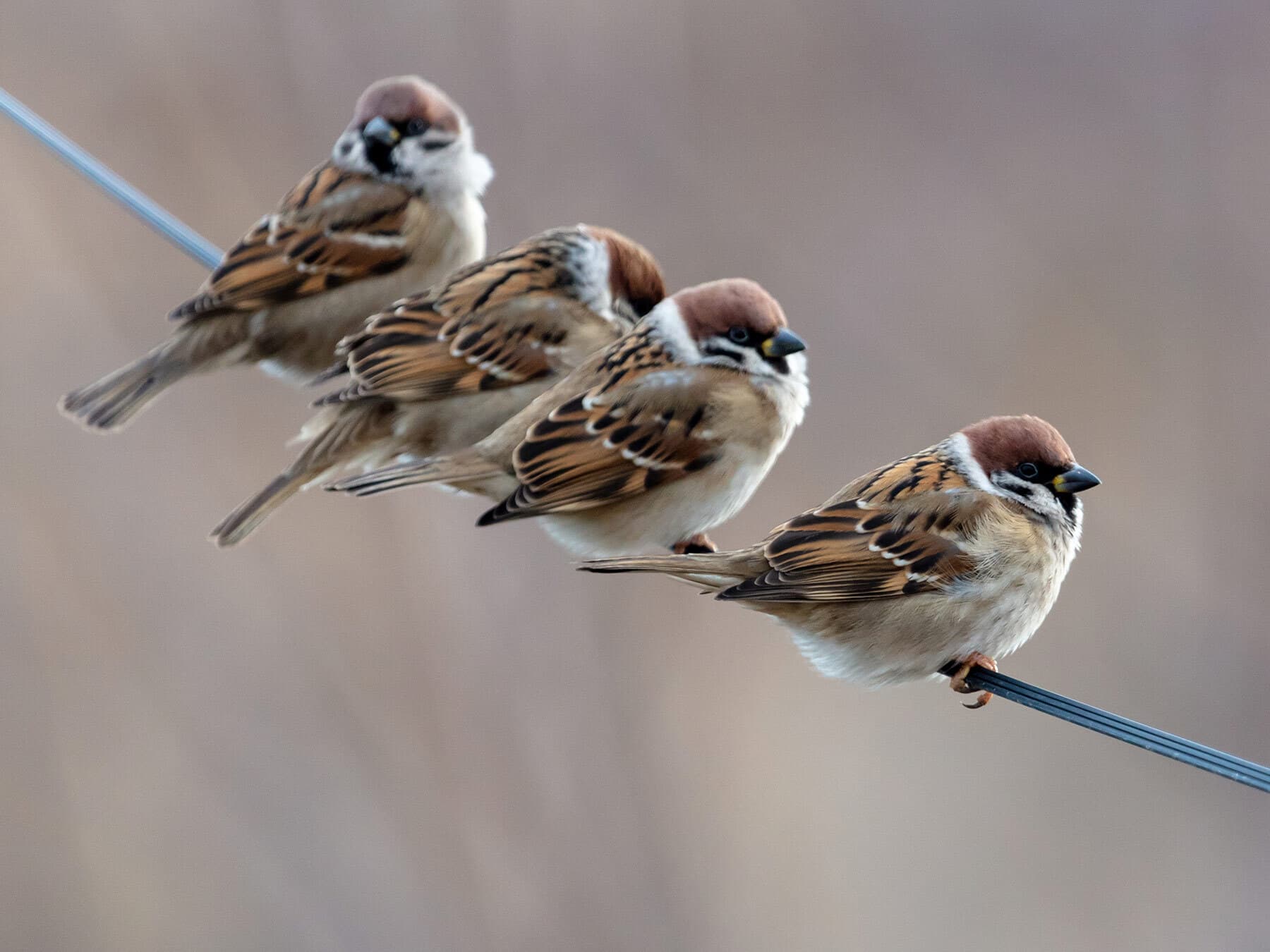 House sparrow flock