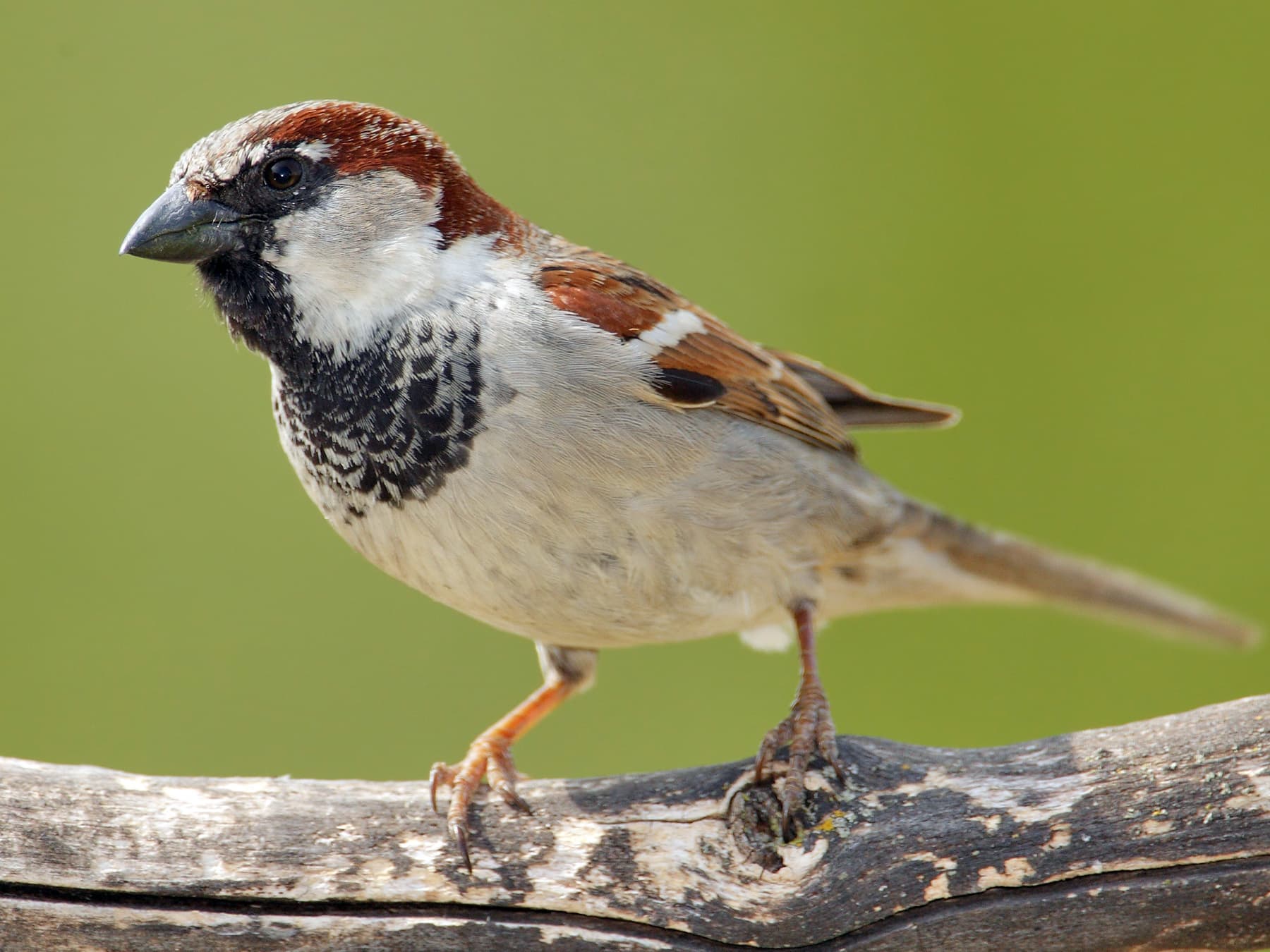A male House Sparrow in spring: grey cap, chestnut sides to the head, pale cheeks and a black bib