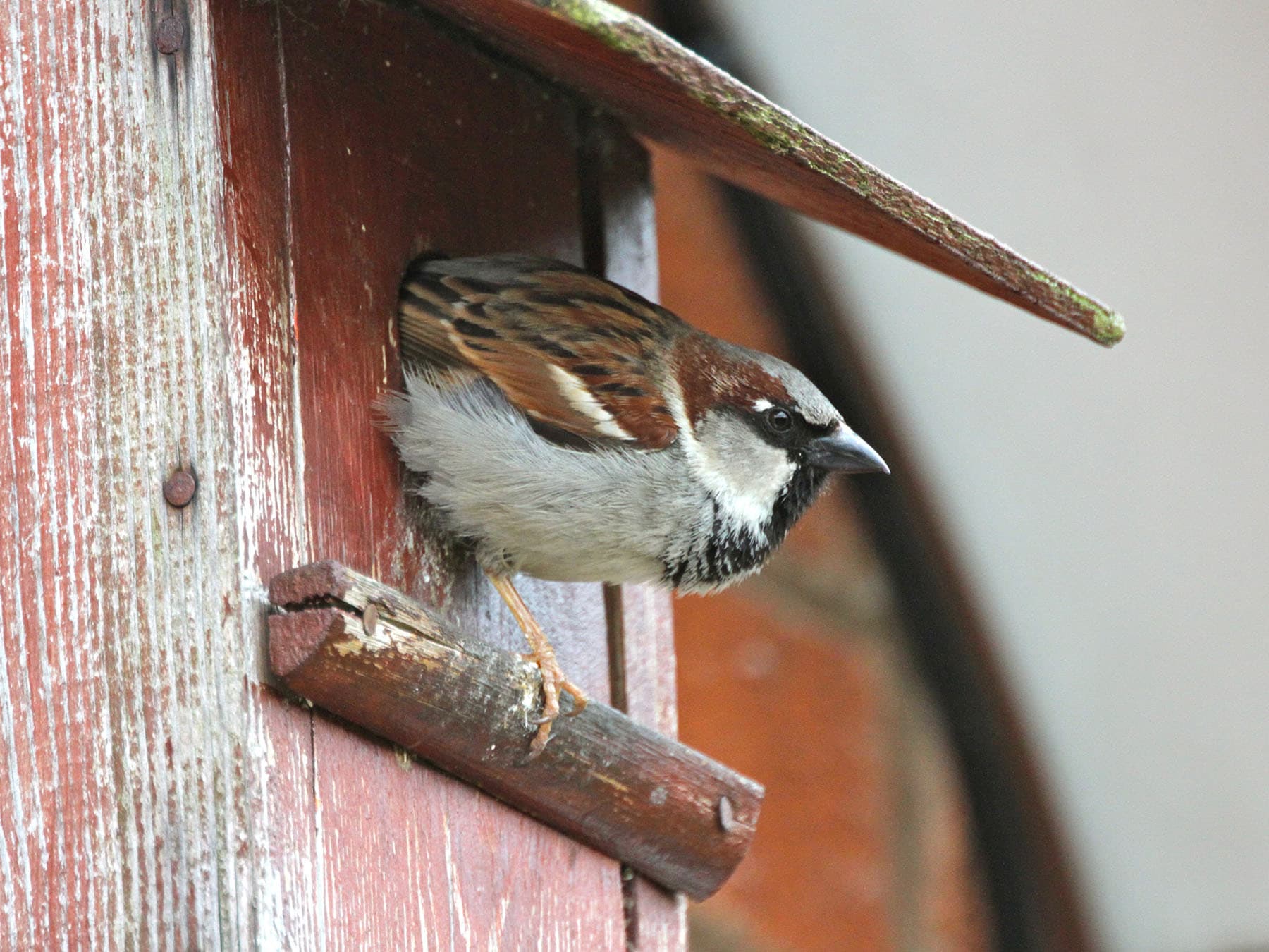 House sparrow nest box