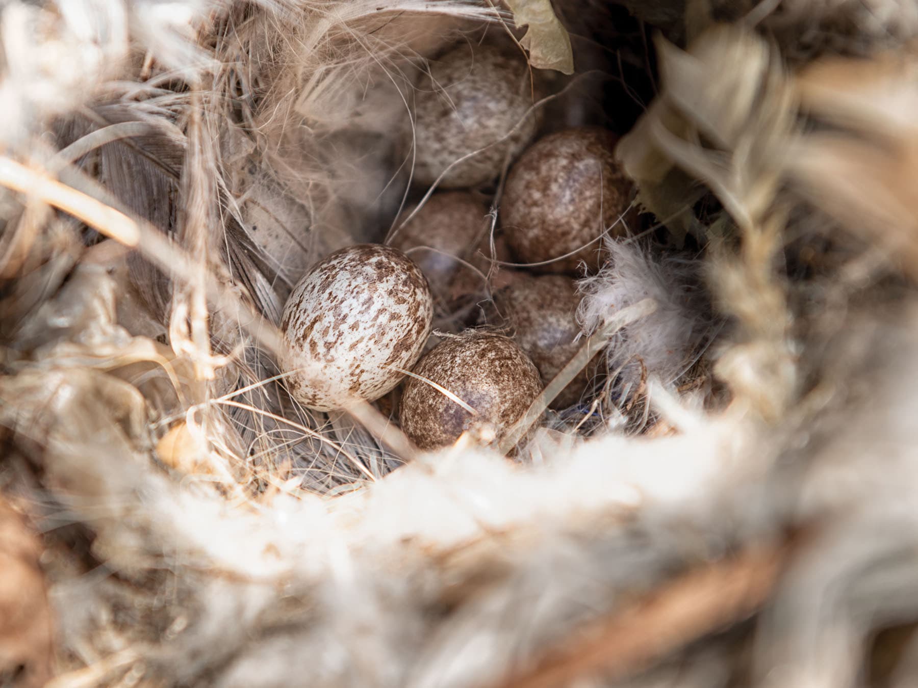 House sparrow nest