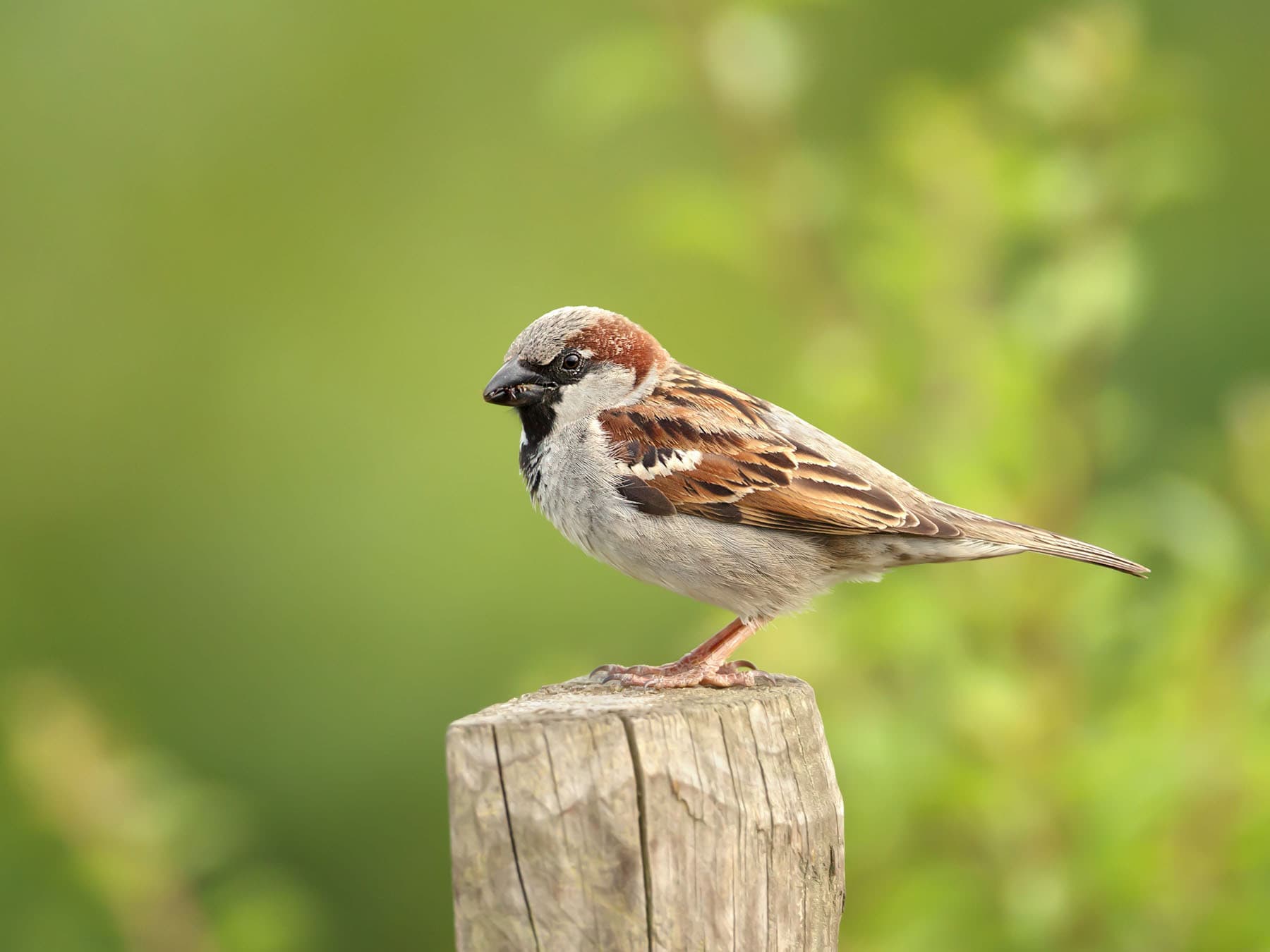 House sparrow perched