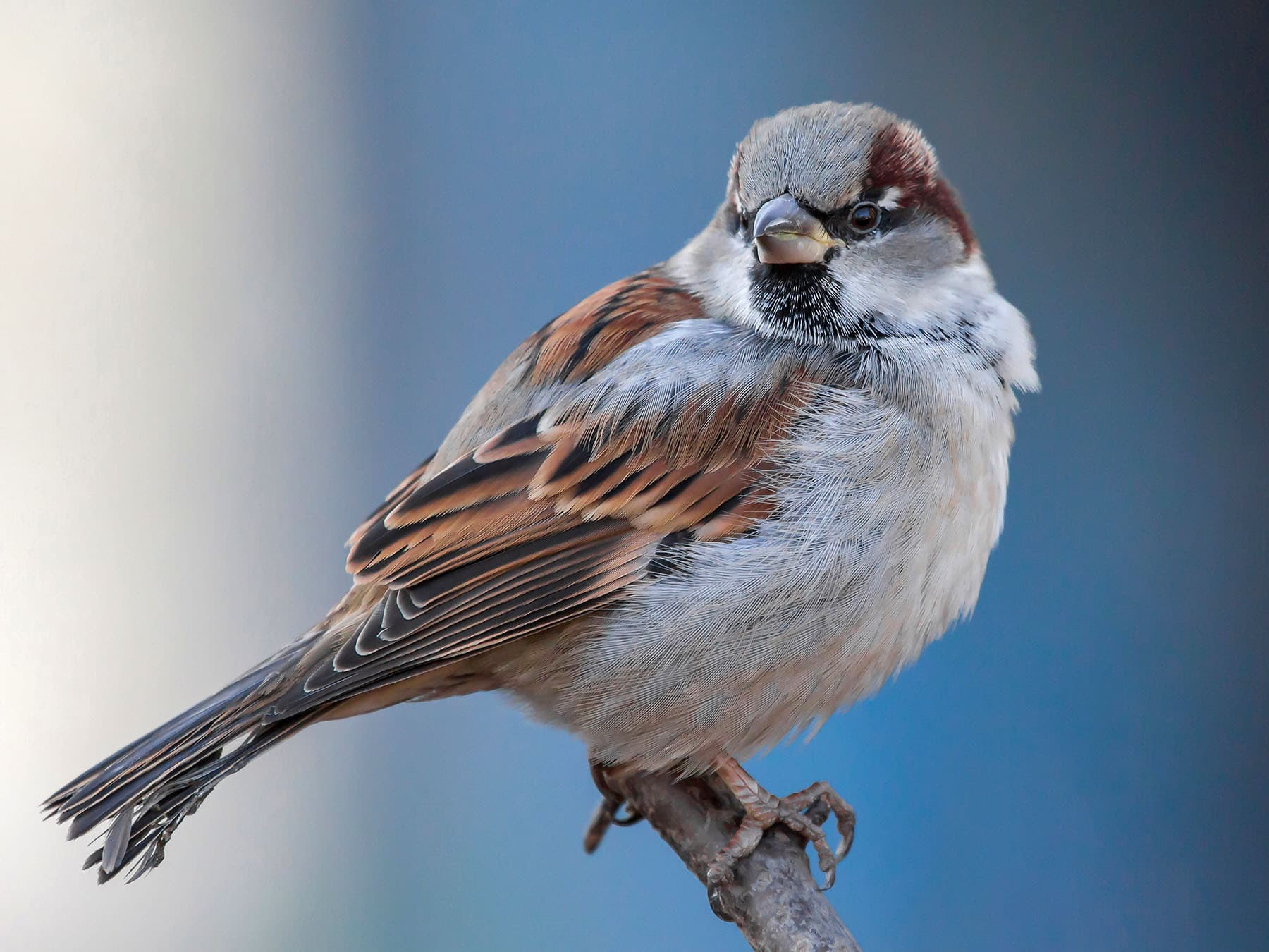 House sparrow perching on branch