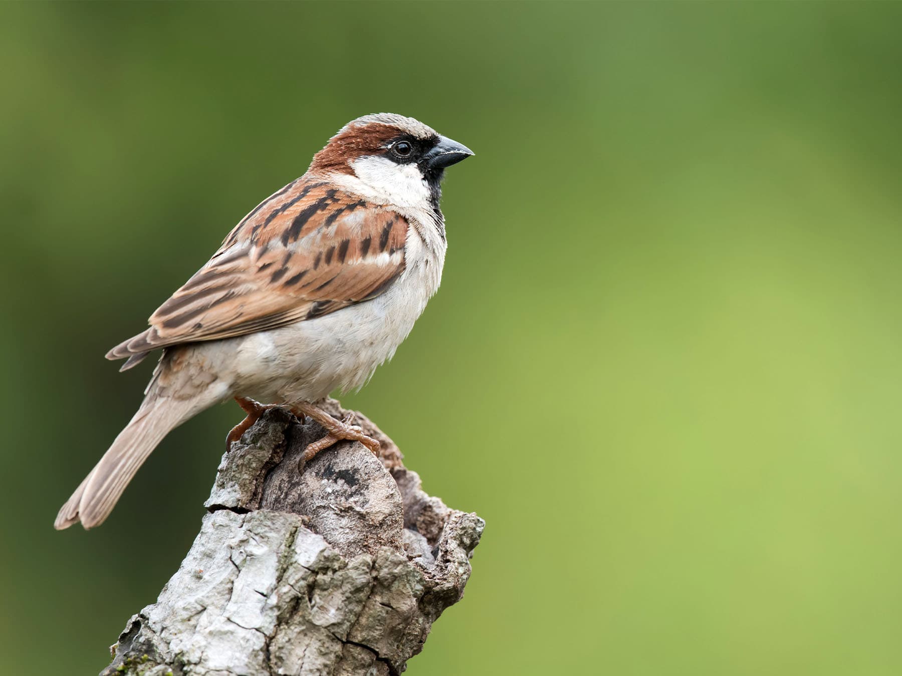 House sparrow perching on tree stump