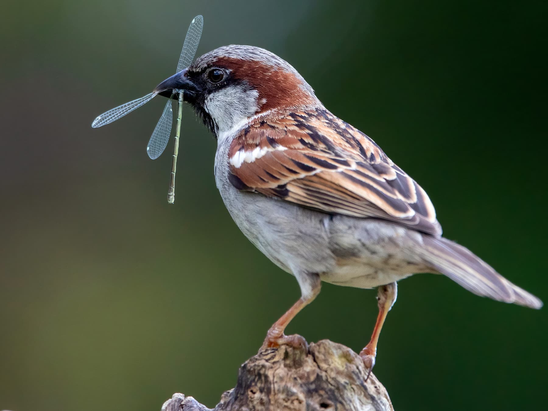 A male House Sparrow with a damselfly for its chicks
