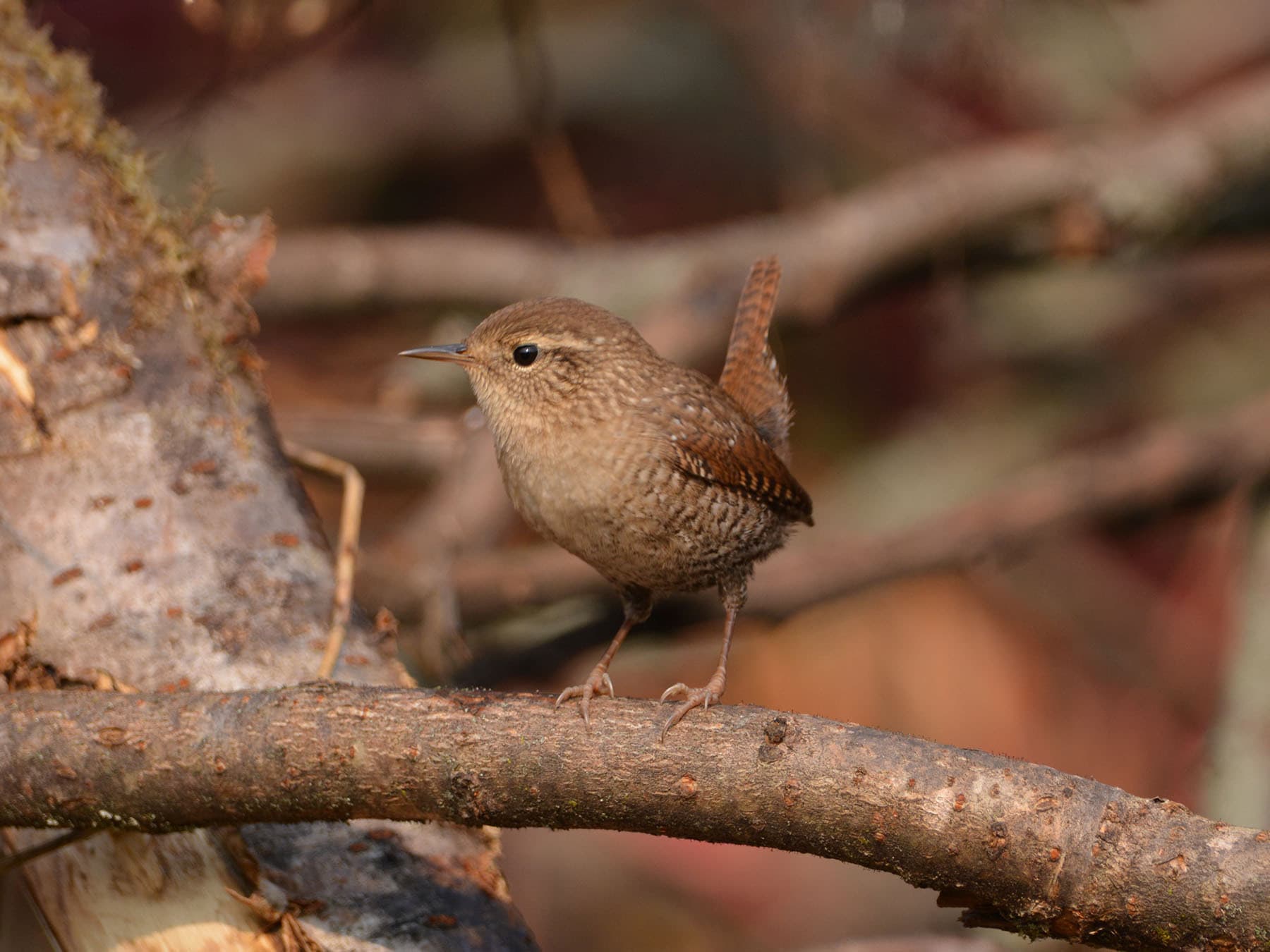 House wren branch