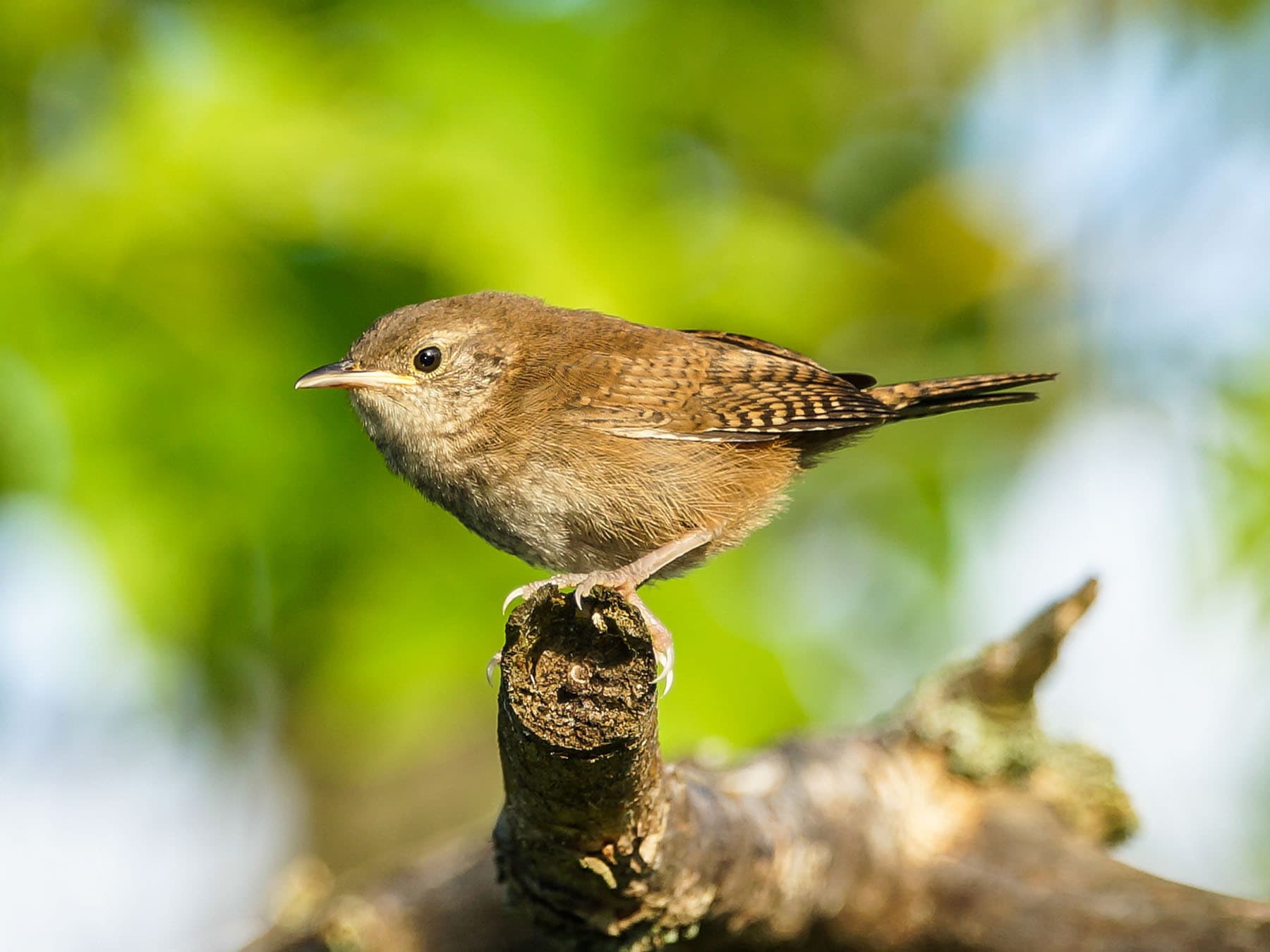 House wren perched
