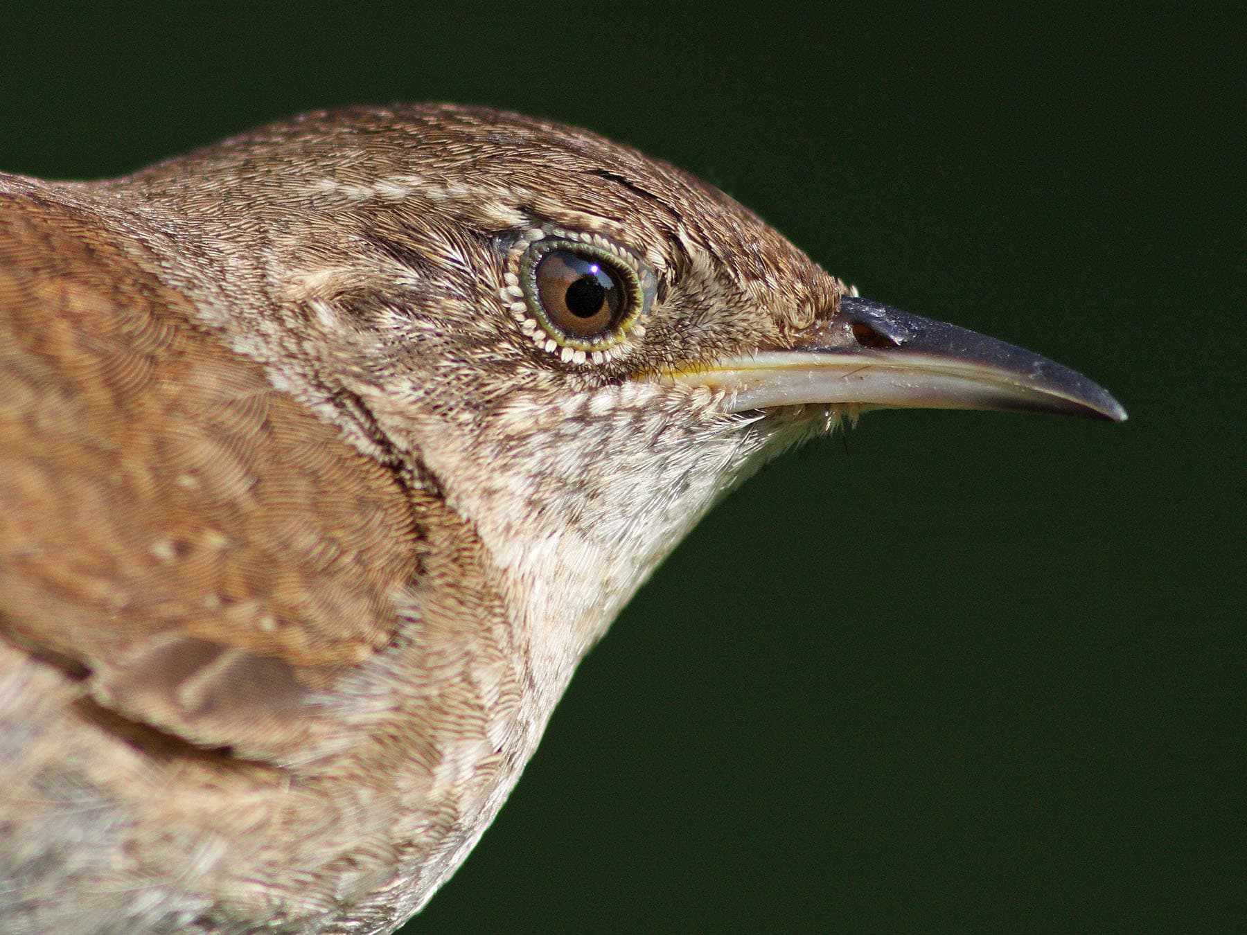 House wren portrait