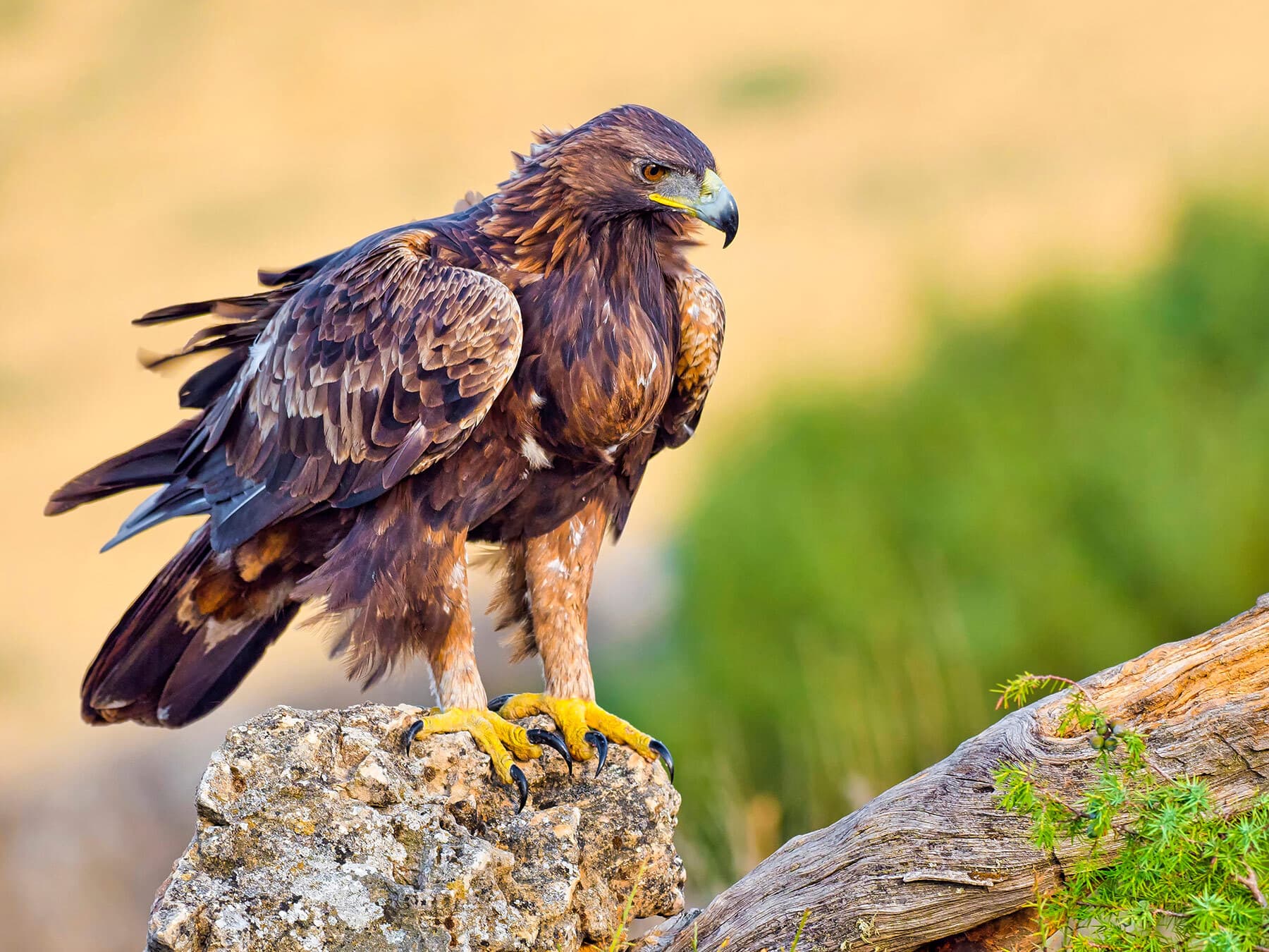 How Big Are Golden Eagles? (Wingspan + Size)