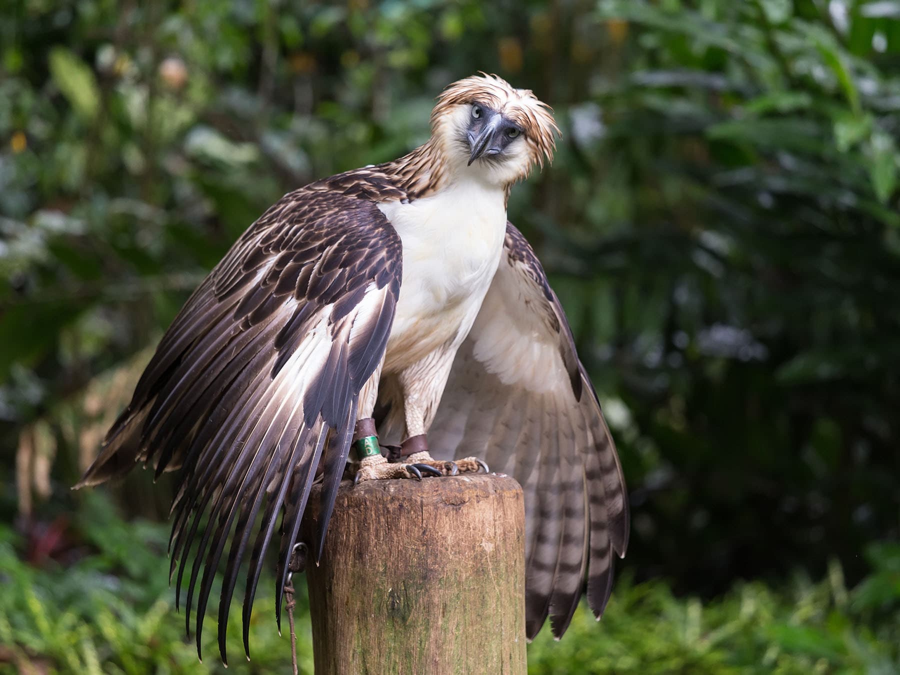 How big are philippine eagles