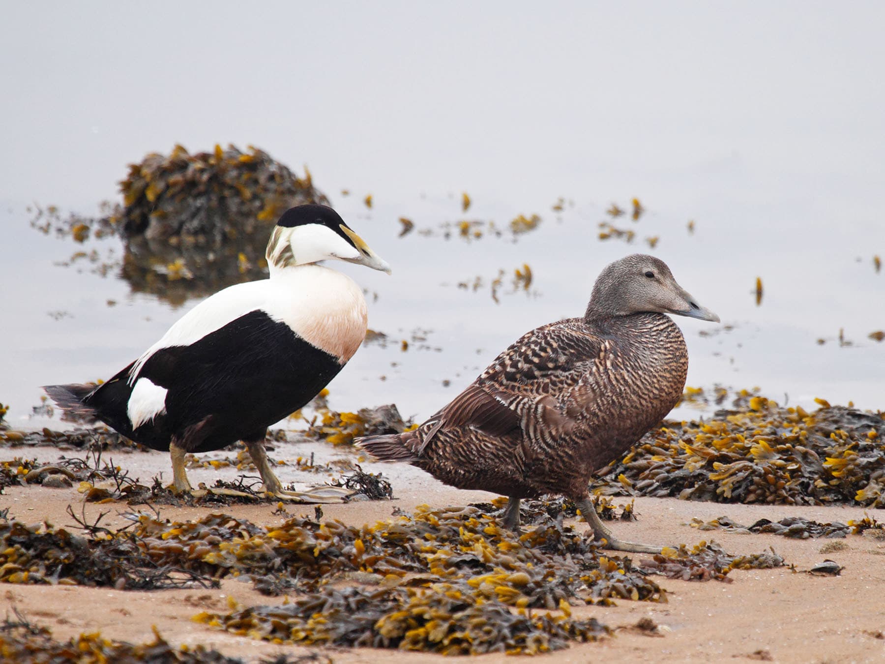 From Quack to Courtship: Understanding How Ducks Mate