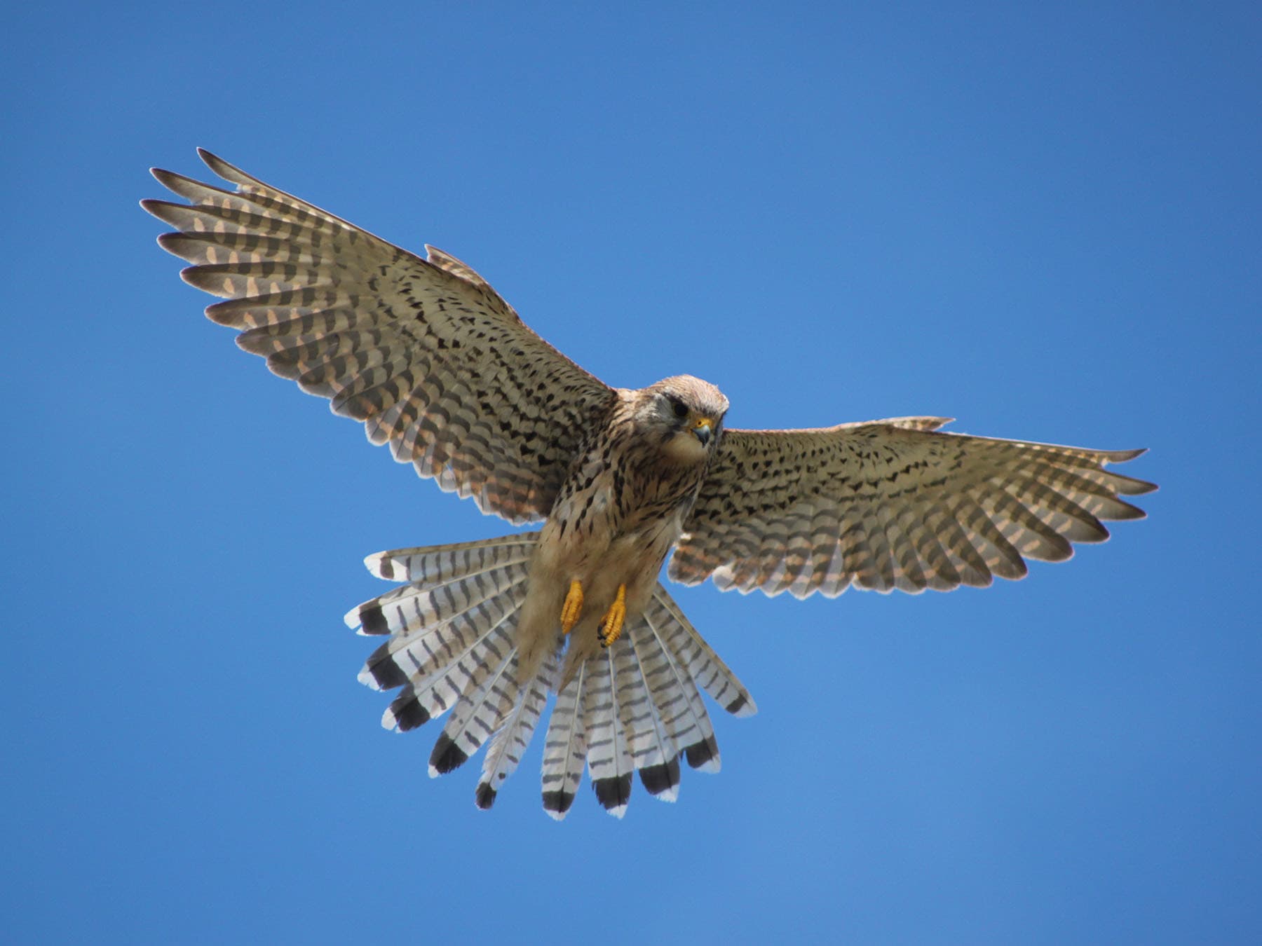 How do kestrels hover