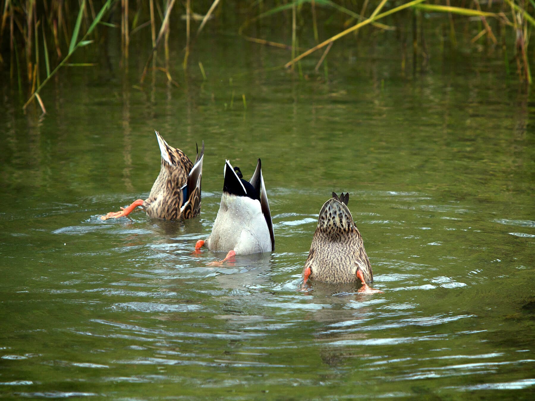 How Long Can Ducks Hold Their Breath (Can Ducks Drown)