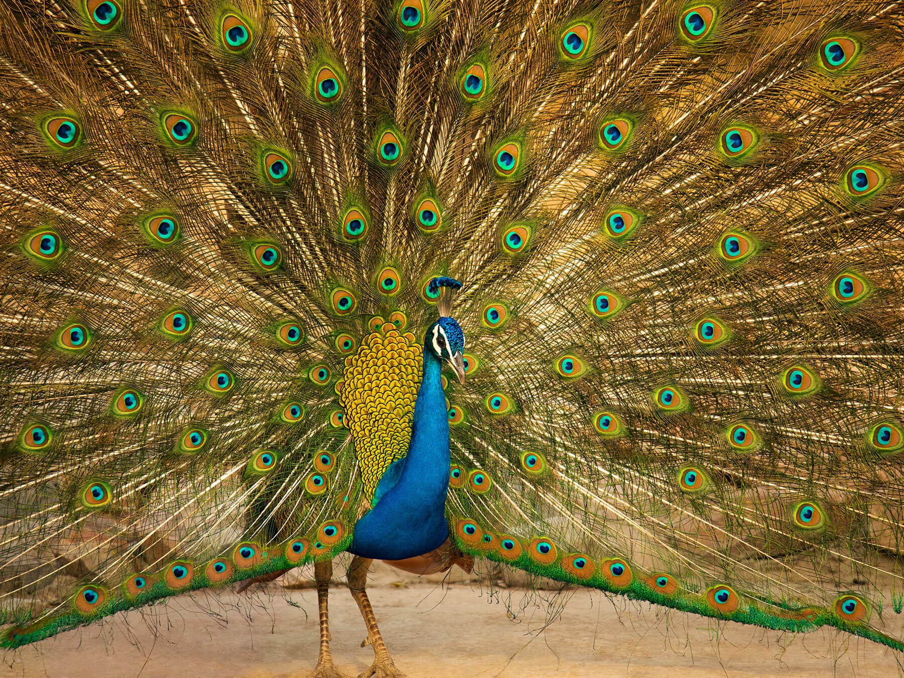 How Long Do Peacocks Live? (Peacock Lifespan)