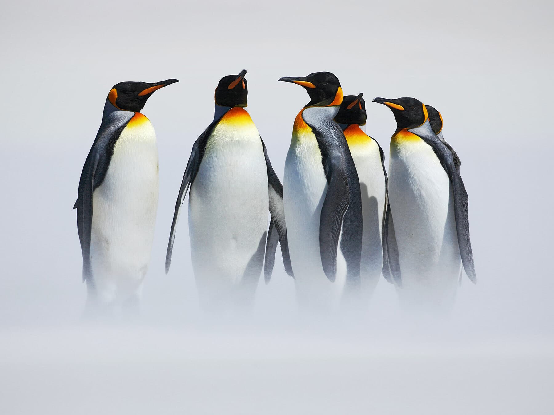 How Long Do Penguins Live? (Complete Guide)