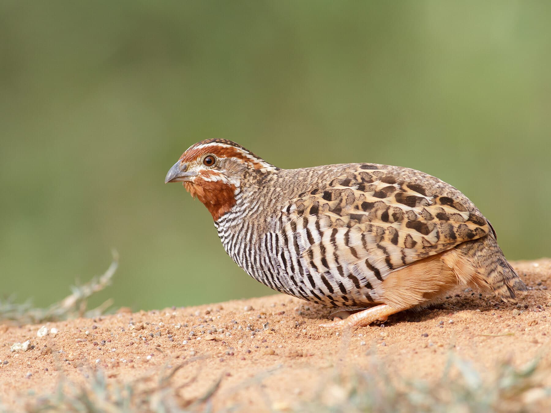 How Long Do Quails Live? (Quail Lifespan)
