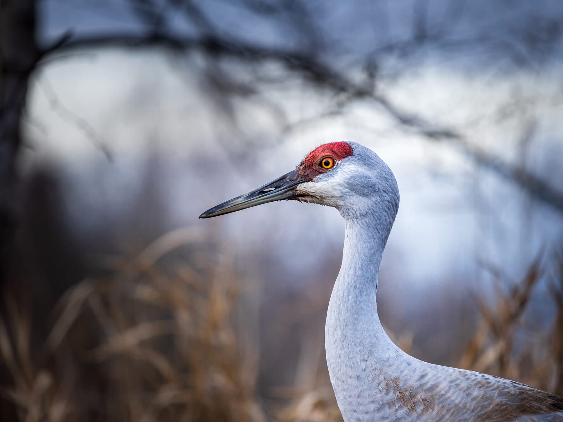 How Long Do Sandhill Cranes Live? (Sandhill Crane Lifespan)