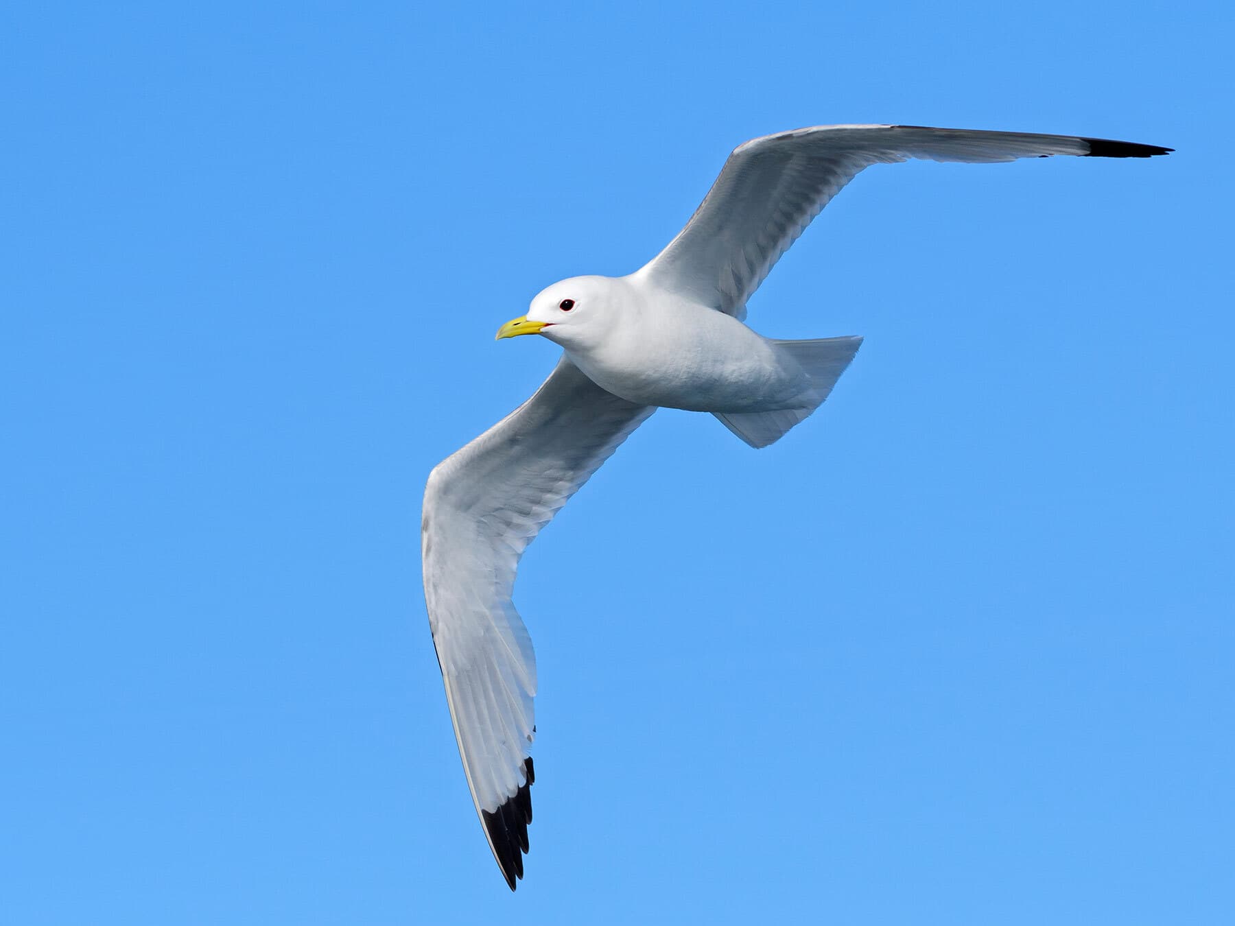 How Long Do Seagulls Live?