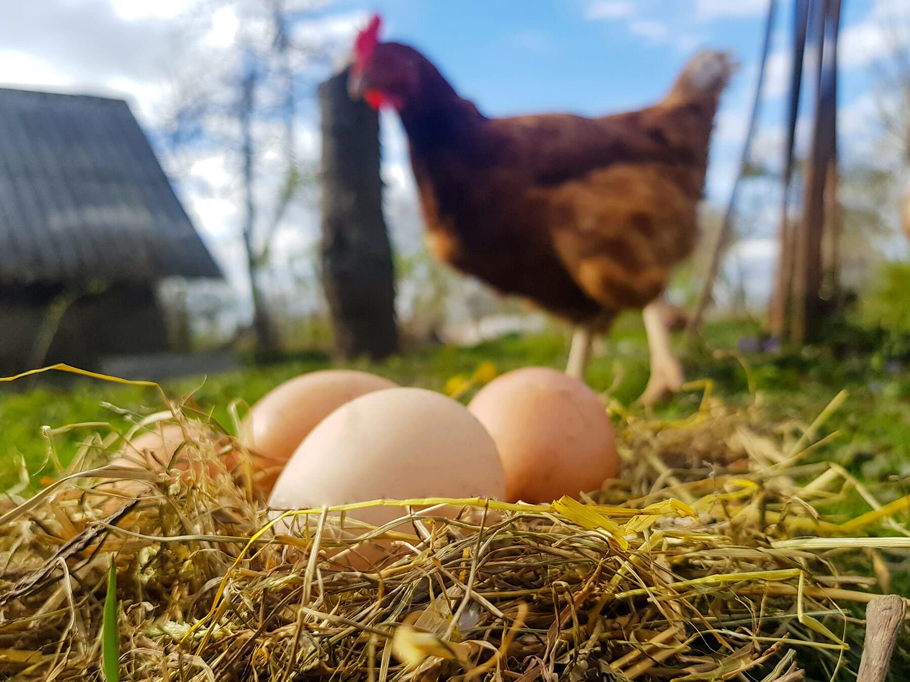 How Often Do Chickens Lay Eggs?
