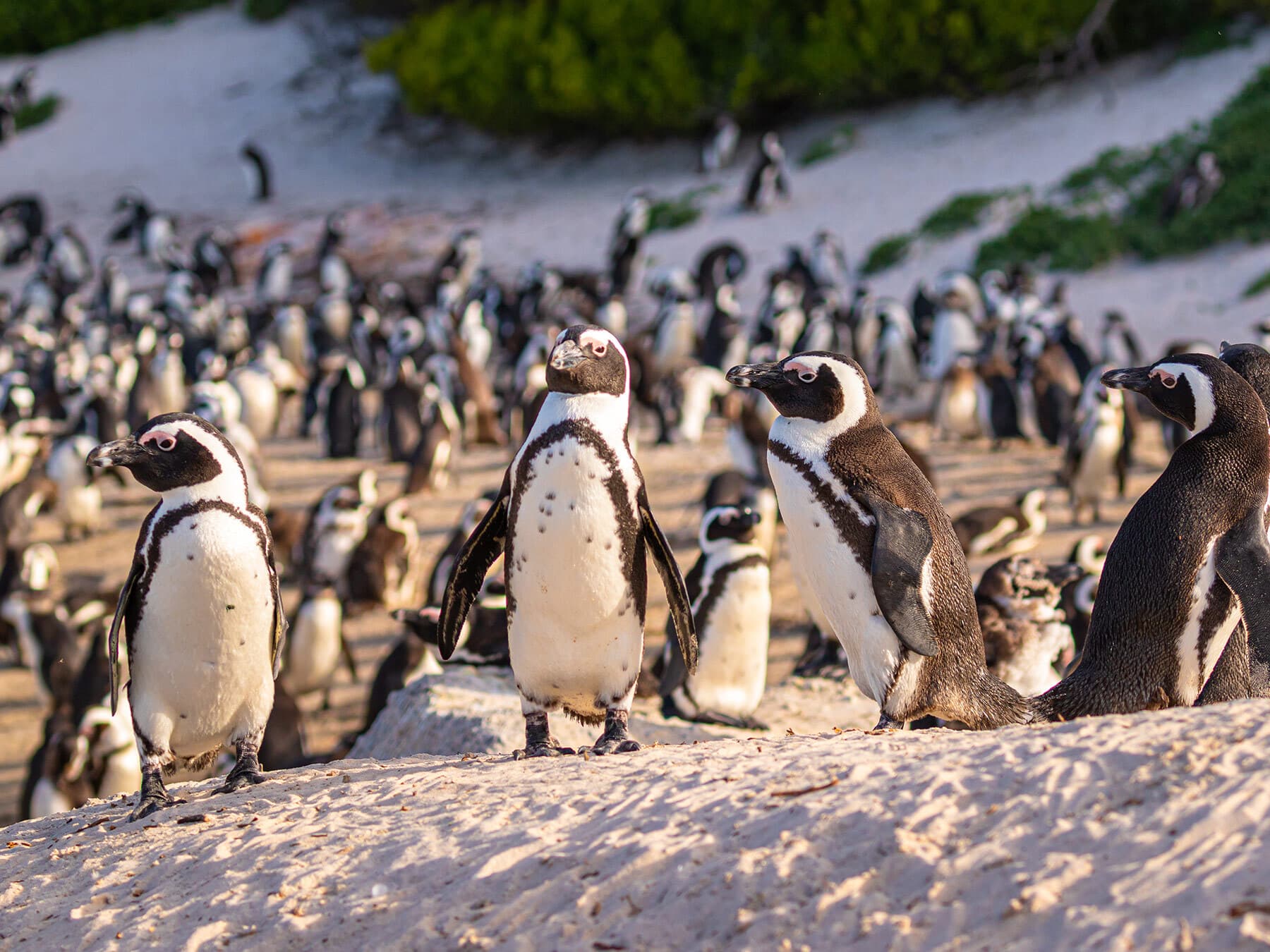 Humboldt penguin colony