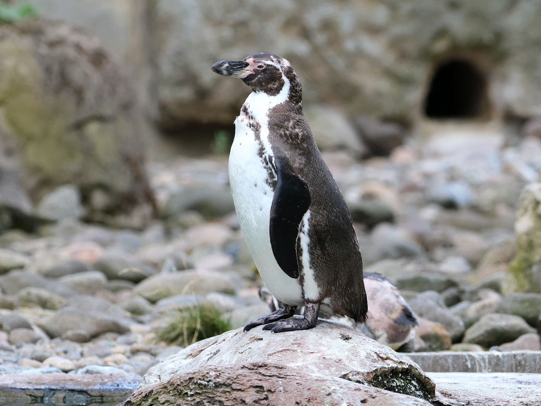 Humboldt Penguin