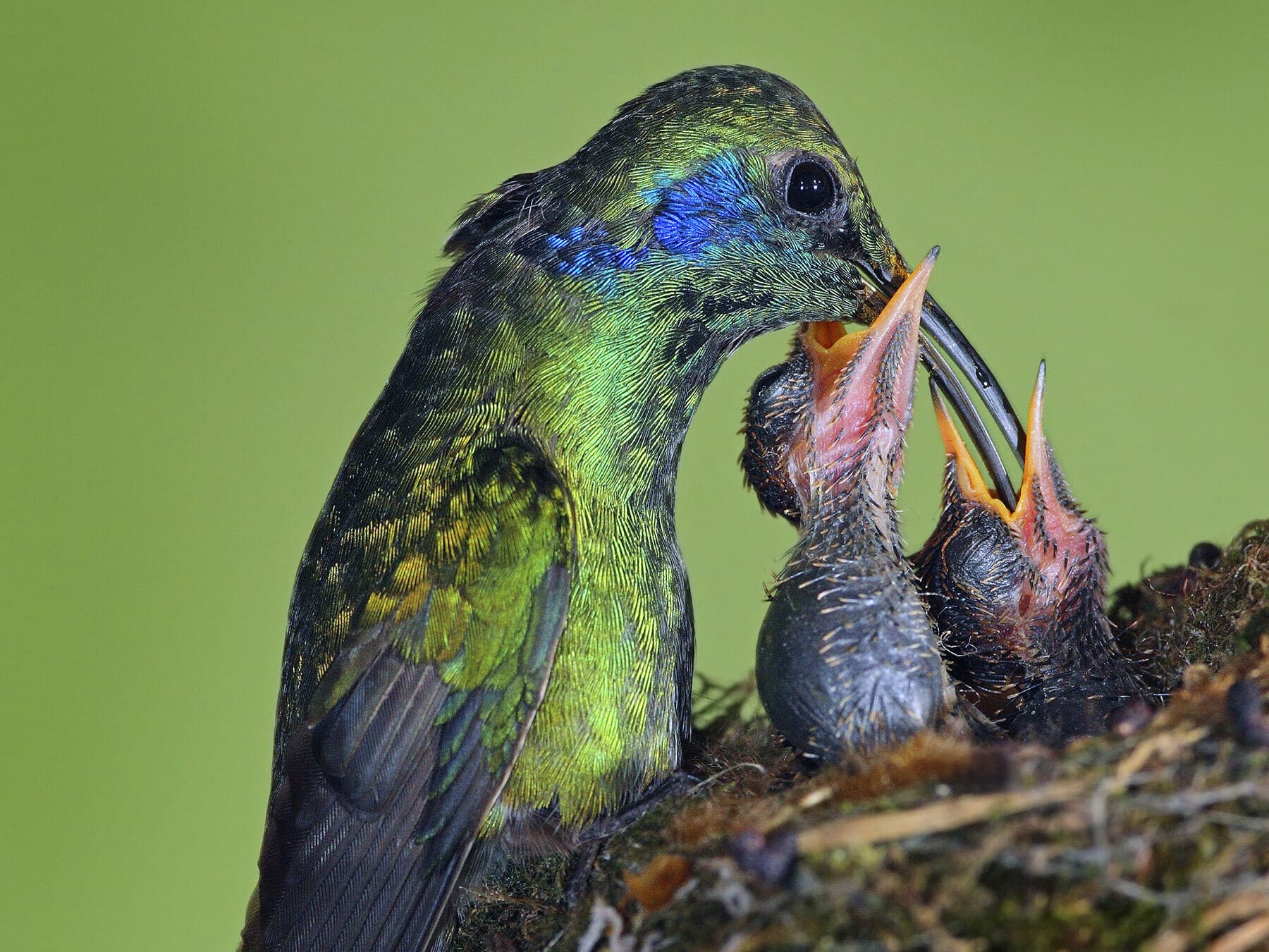Hummingbird chicks in a nest bound with spider silk