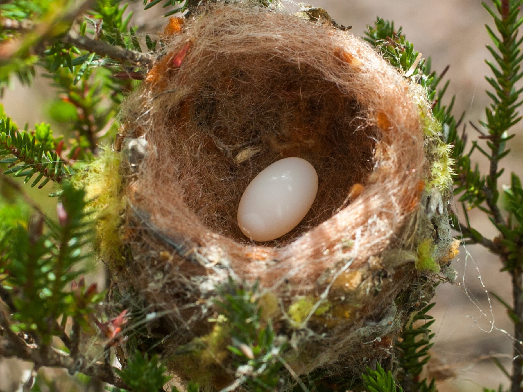 Hummingbird egg in nest