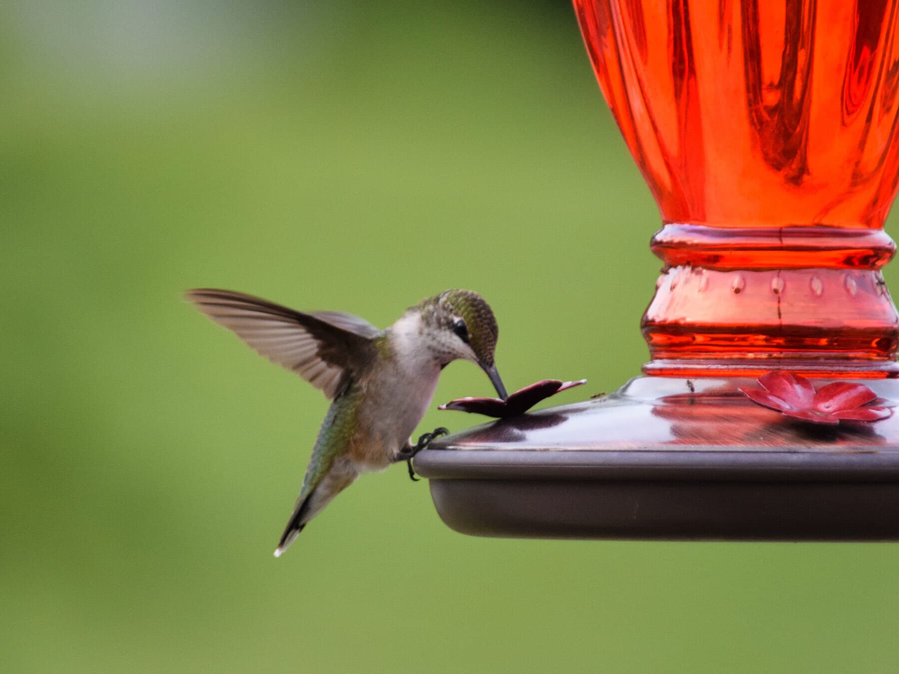 Hummingbird feeder