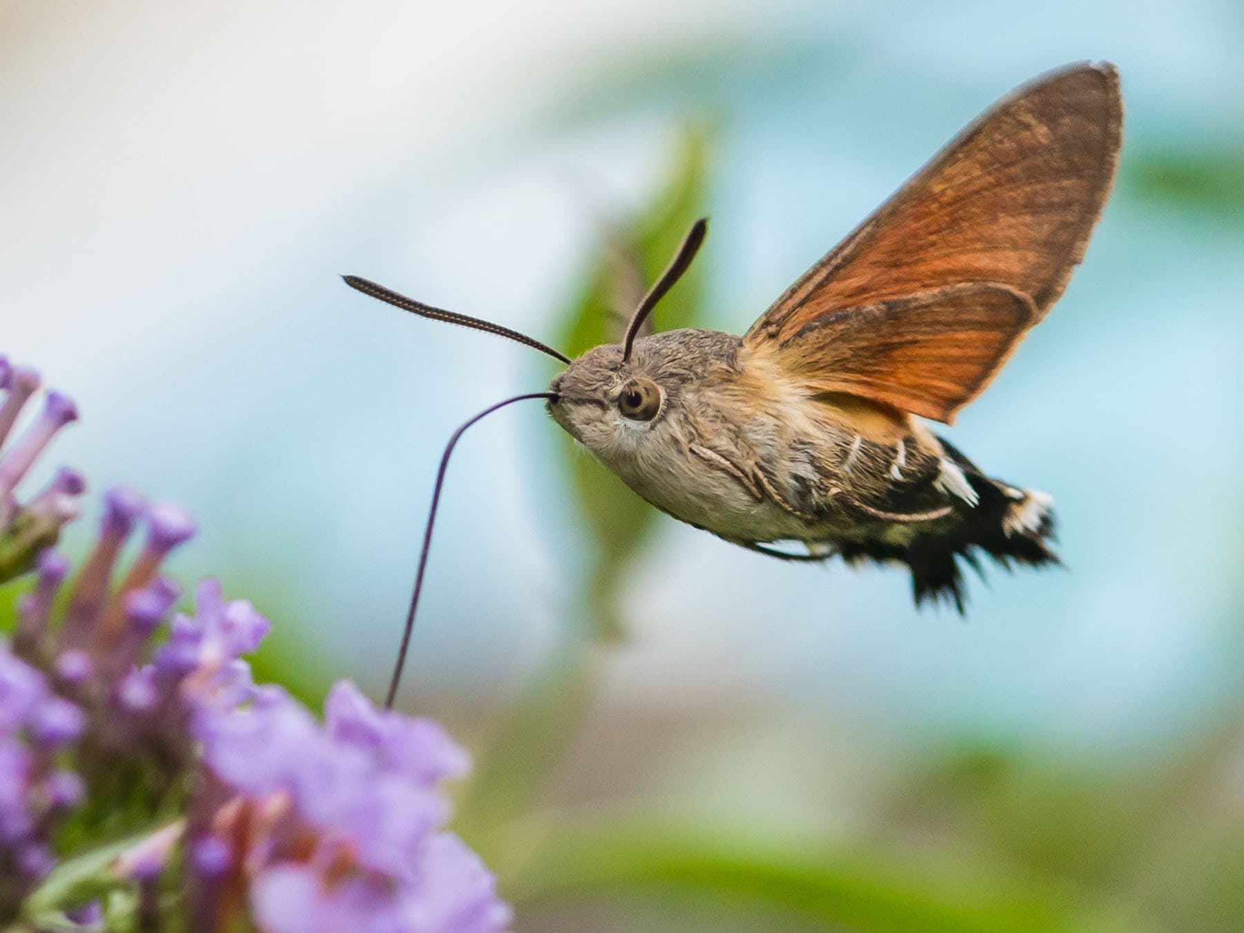 Hummingbird hawk moth feeding