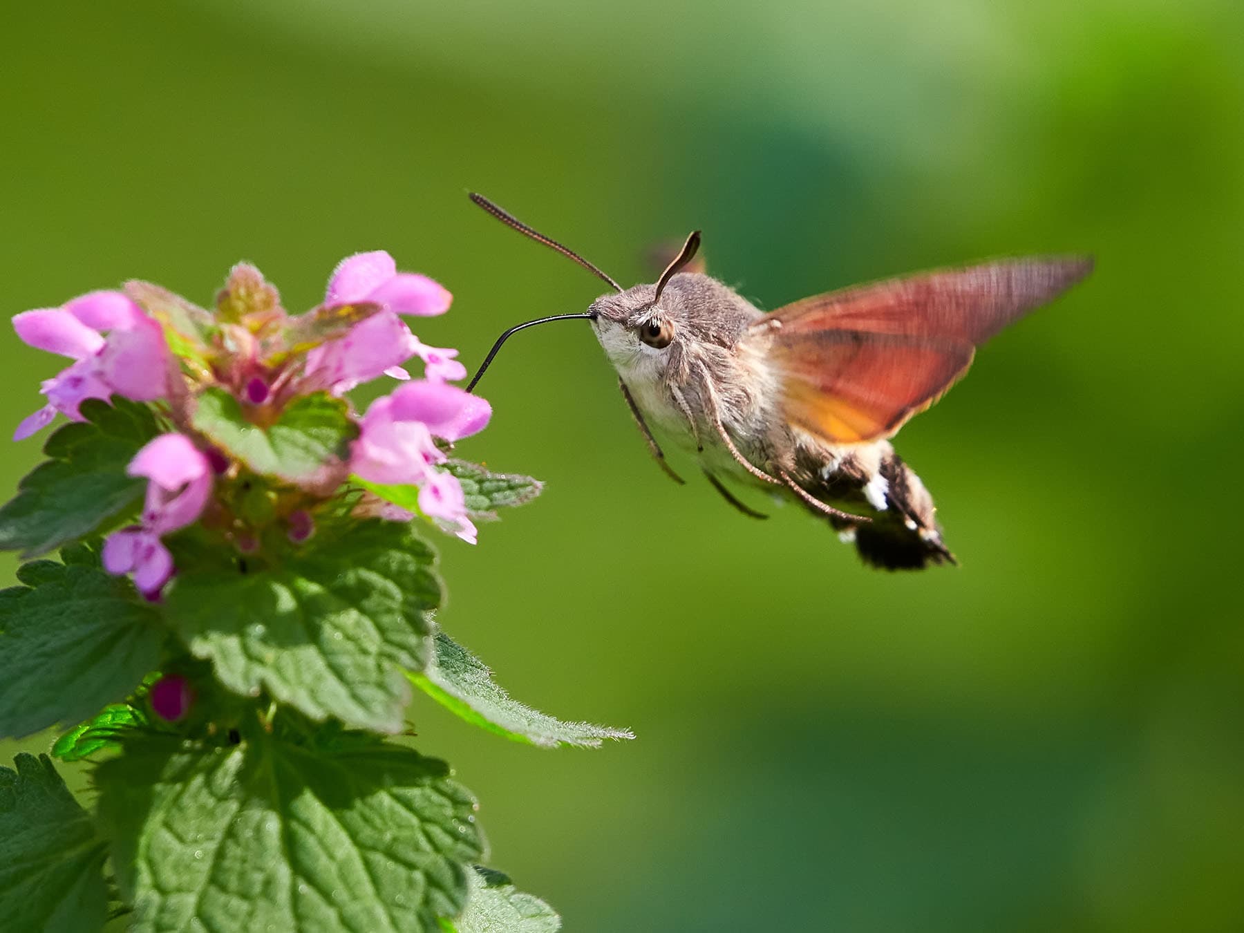 Hummingbird hawk moth