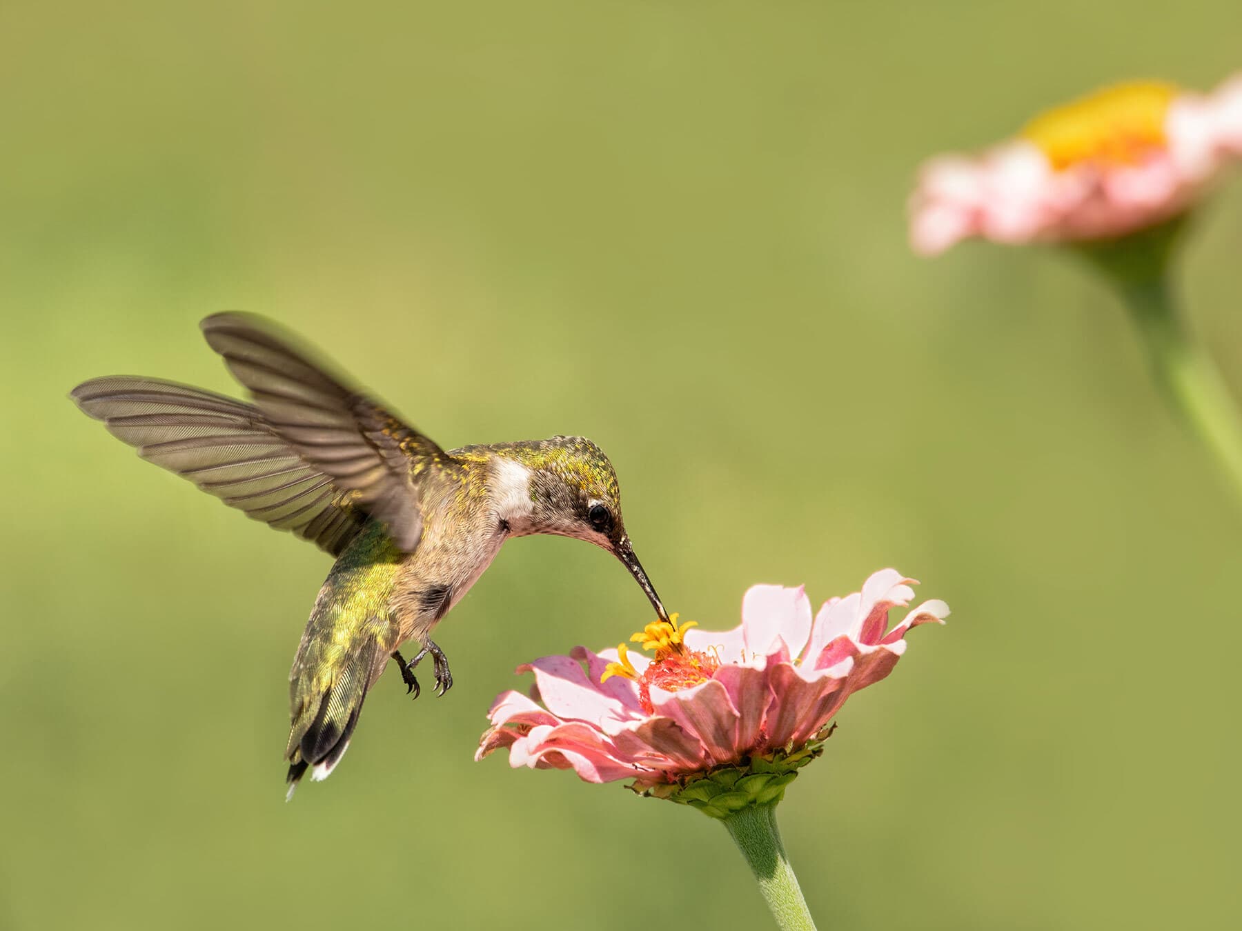 Hummingbird pollen