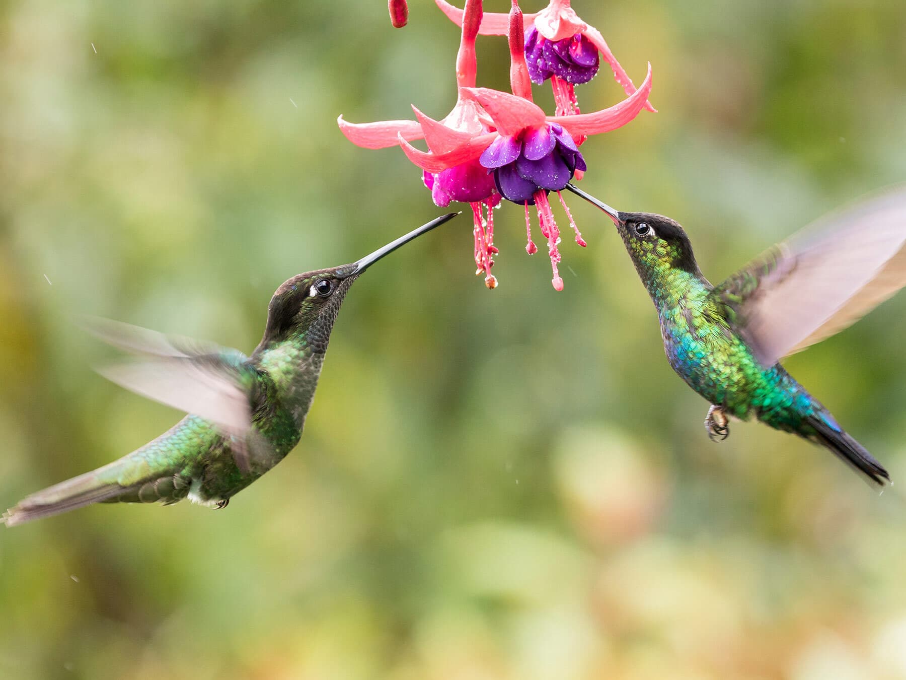 Hummingbirds drinking