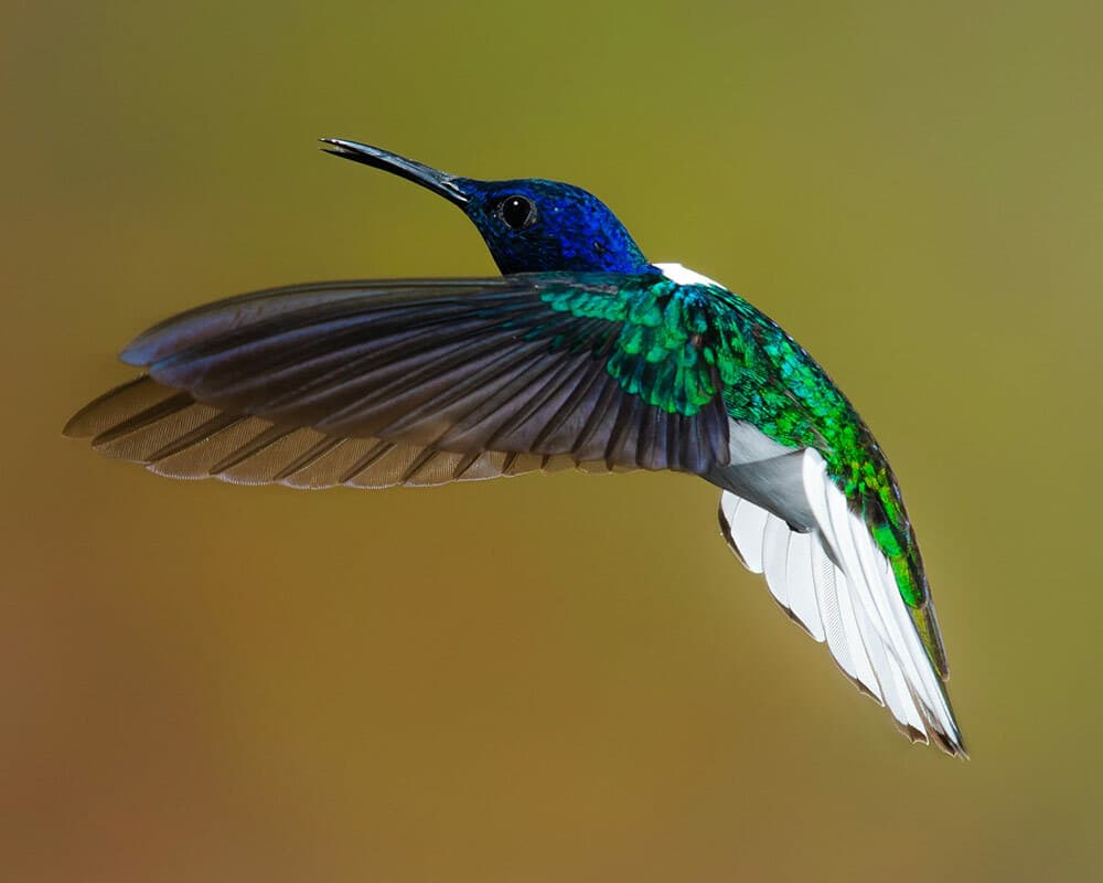 Are There Really Hummingbirds in the UK? Truth Revealed!