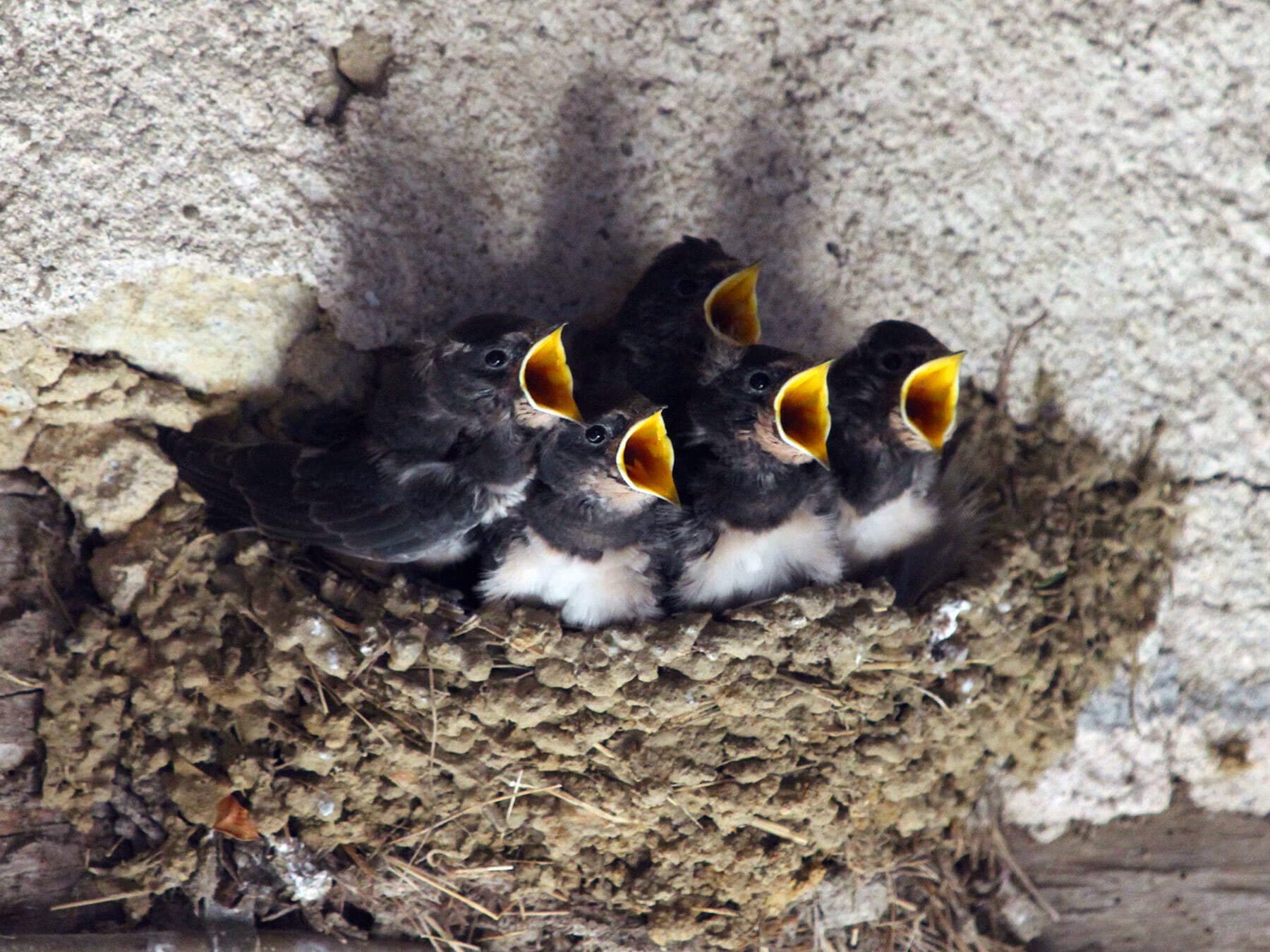 Hungry barn swallow chicks