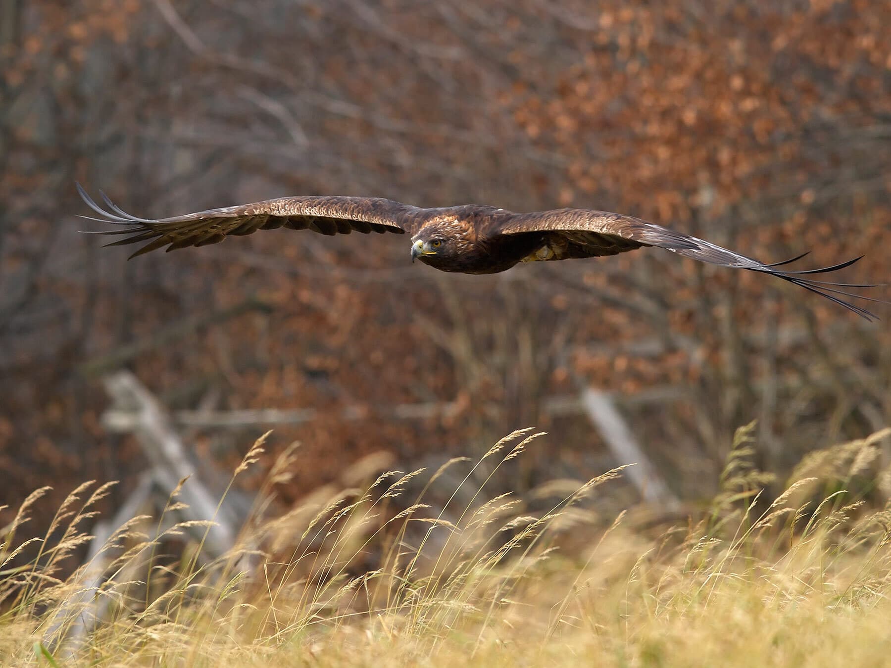 Hunting golden eagle
