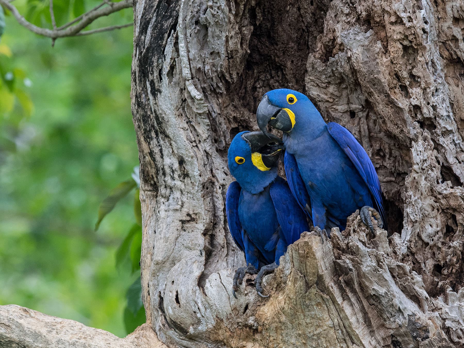 A nesting pair of Hyacinth Macaws in their cavity