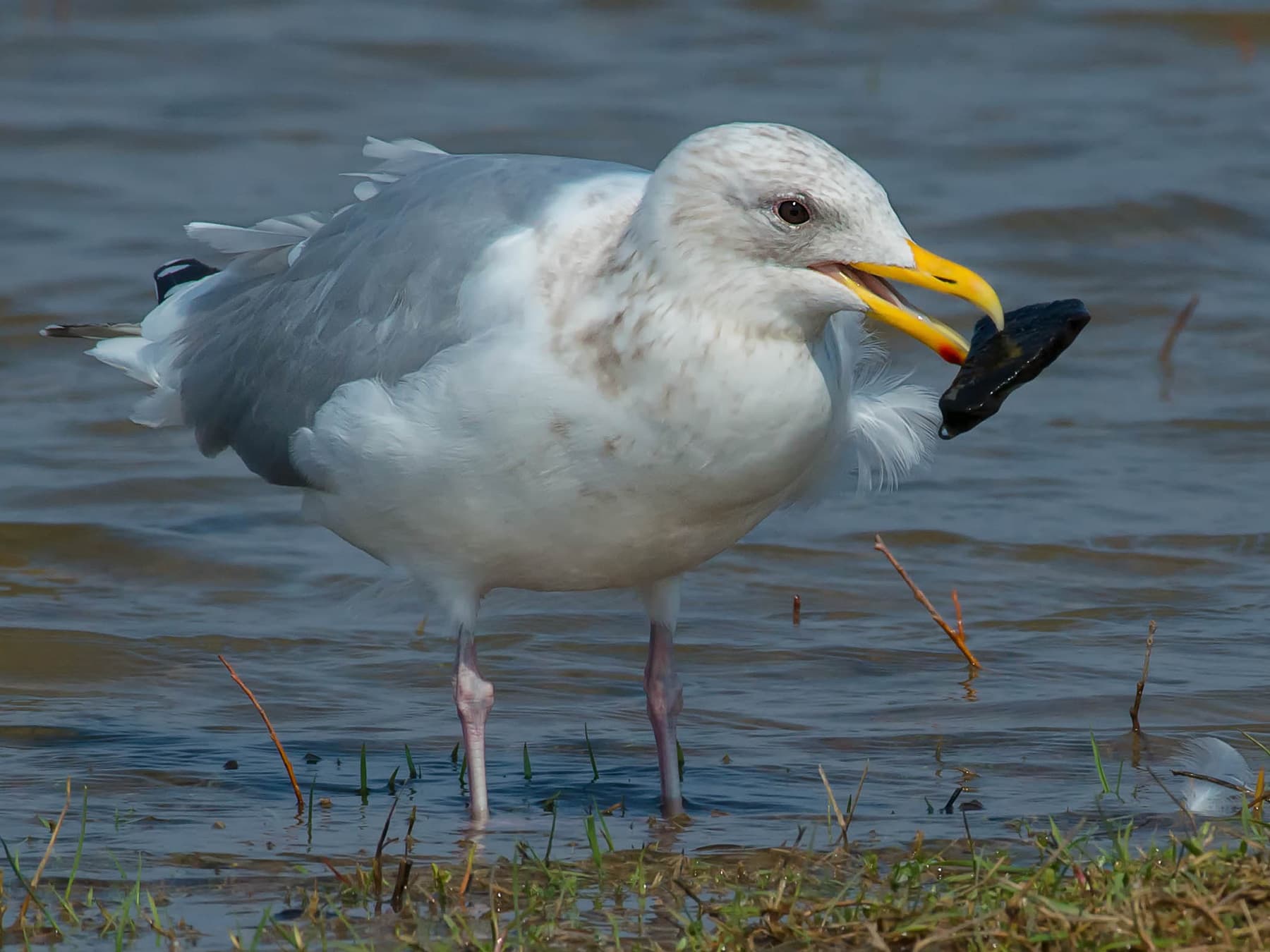 Iceland Gull