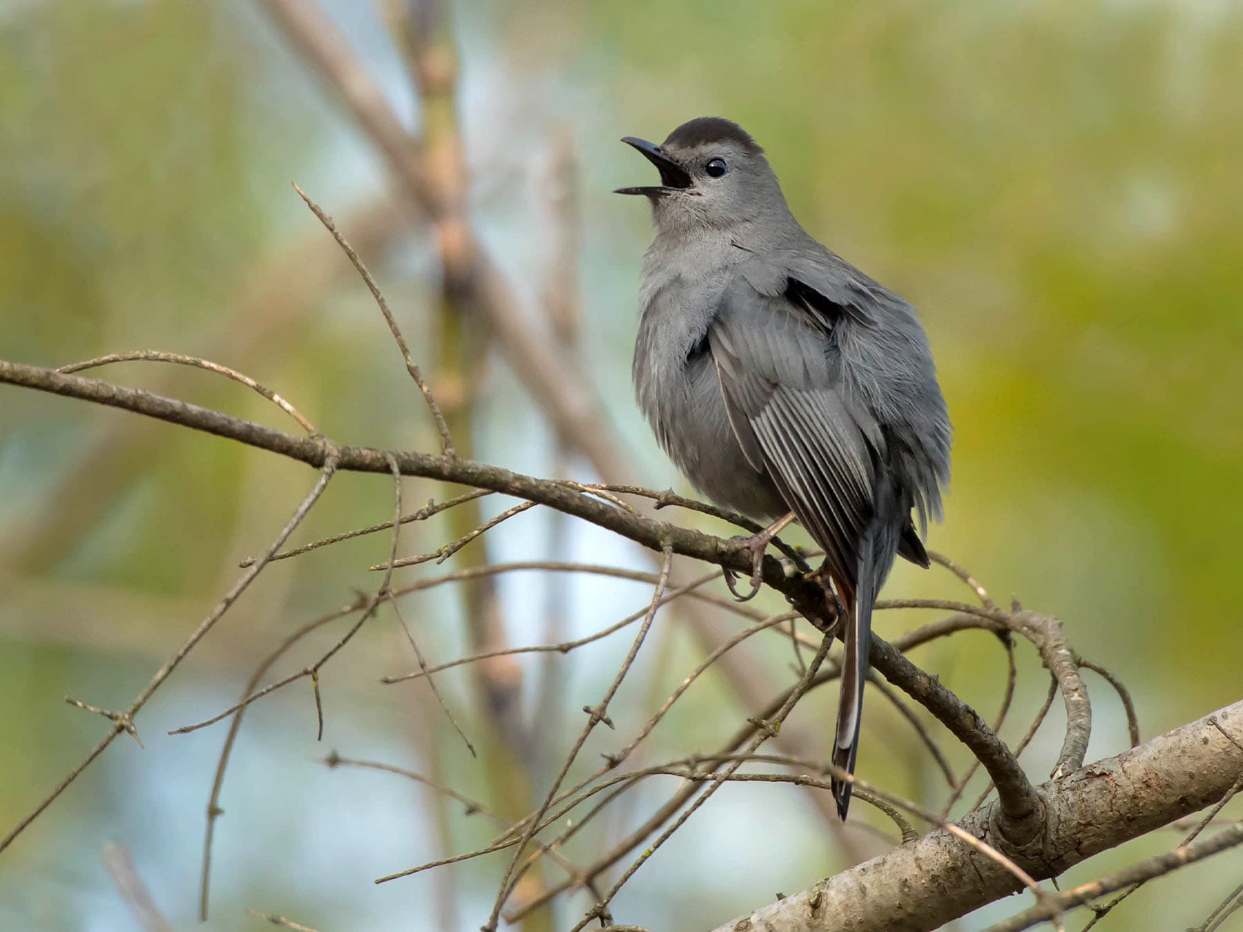 Imitation and Learning