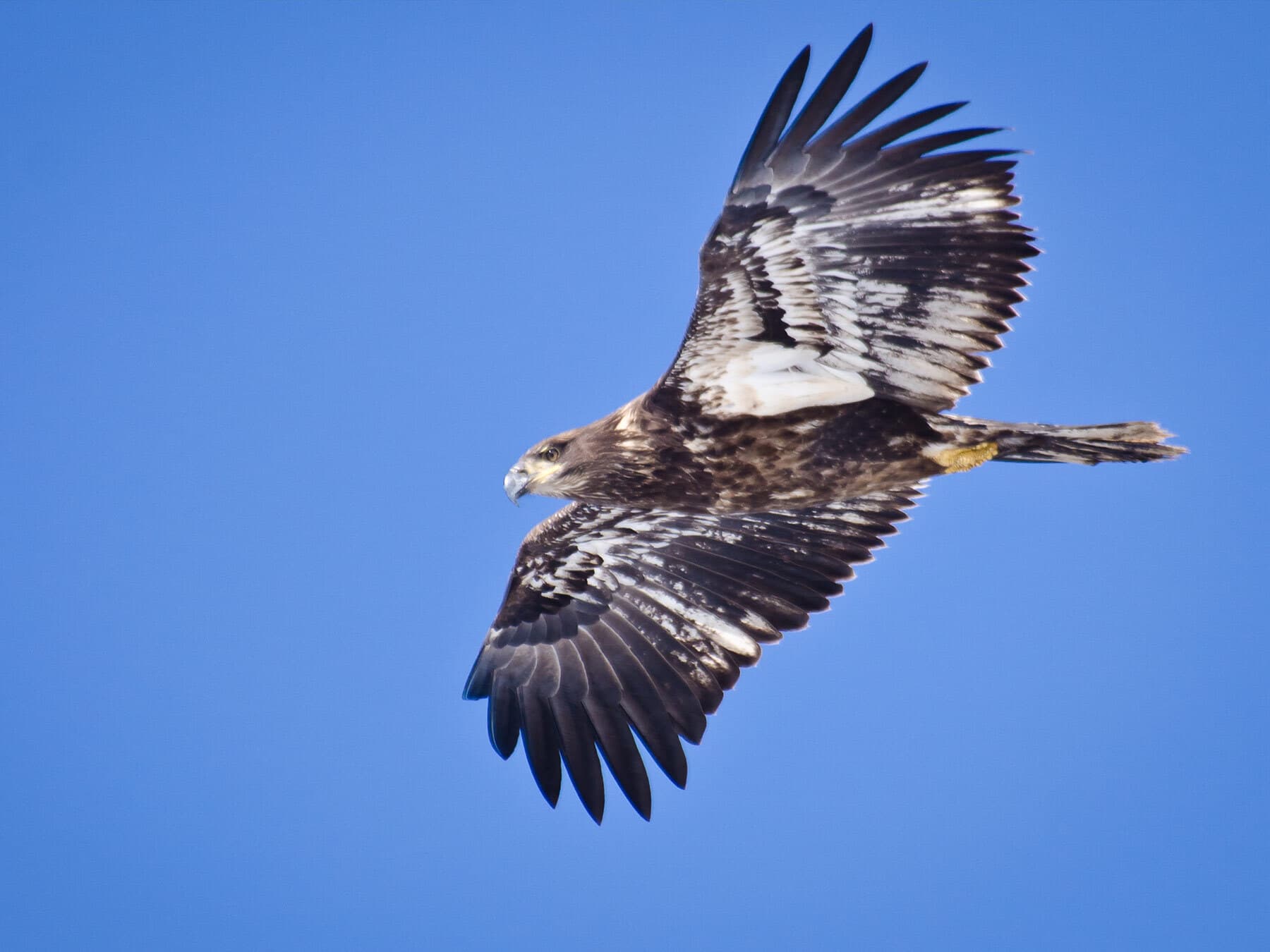 Immature bald eagle