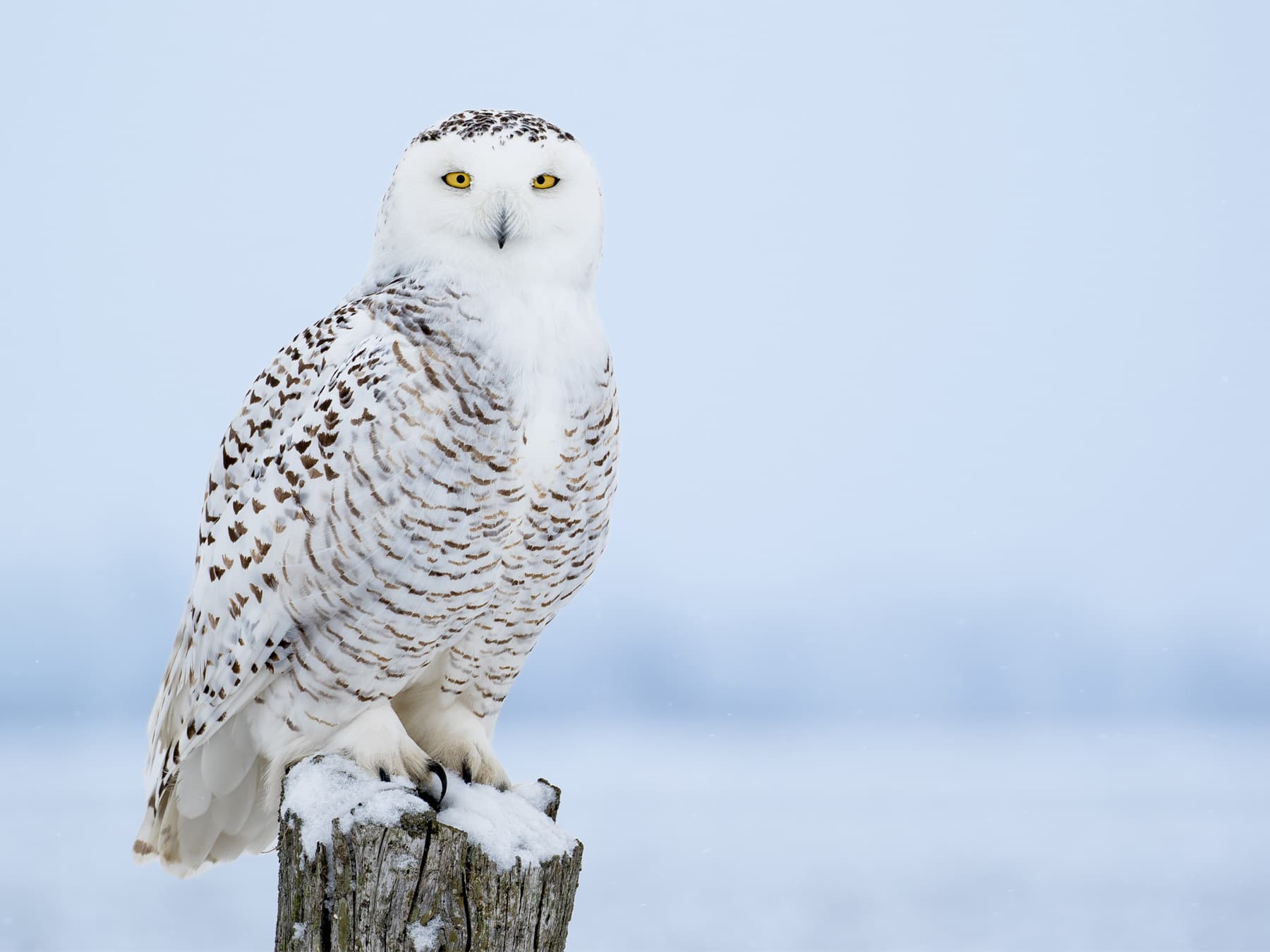Immature Female Snowy Owl
