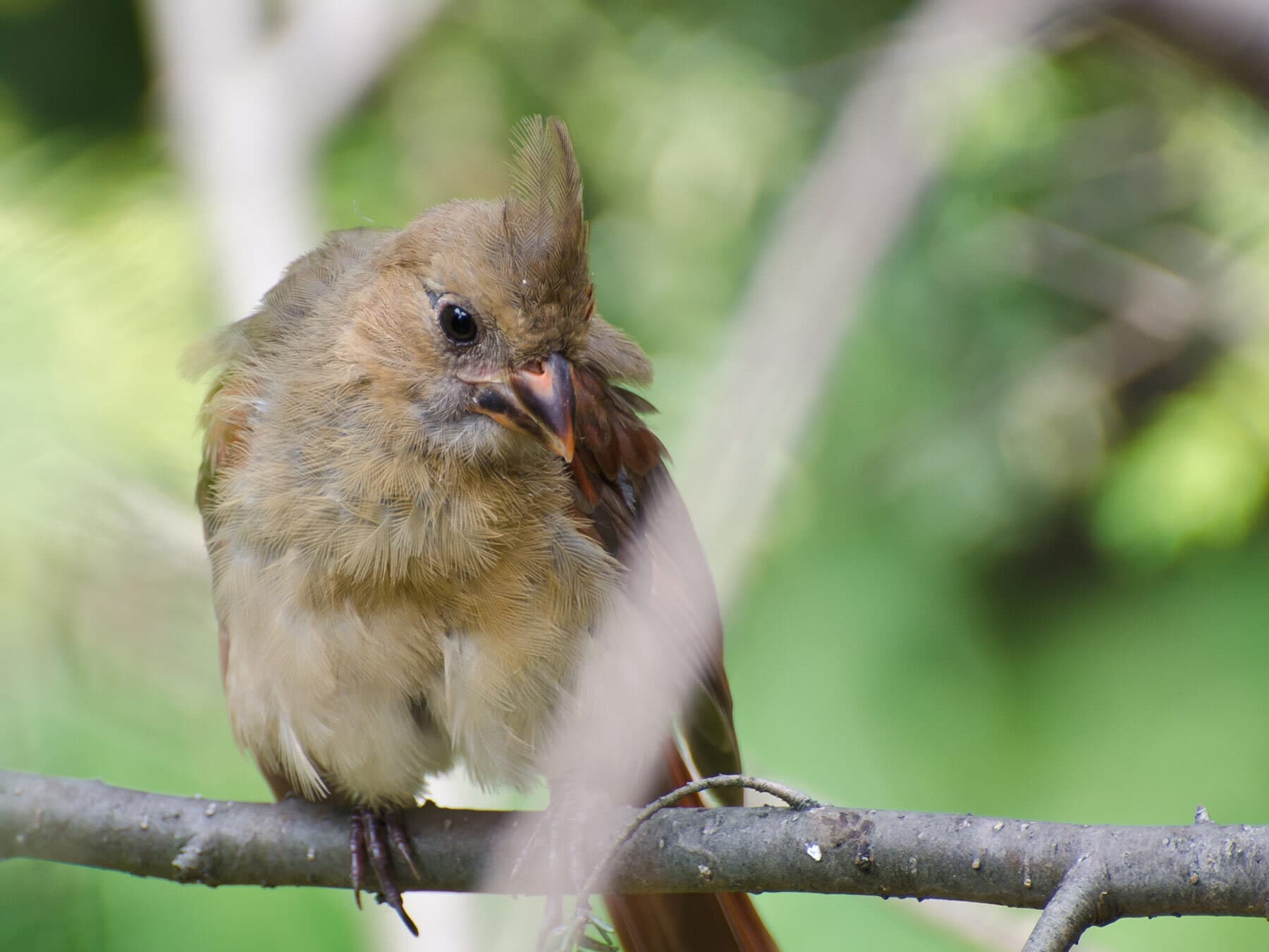Immature northern cardinal