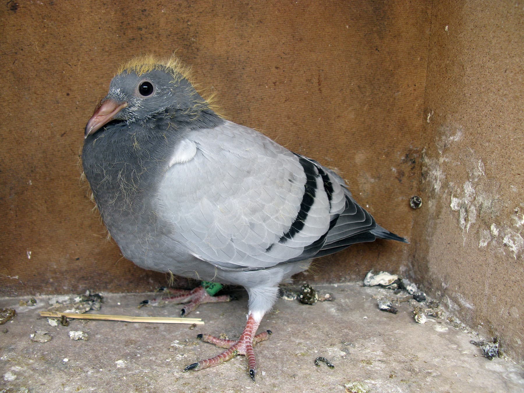 Immature Rock Dove