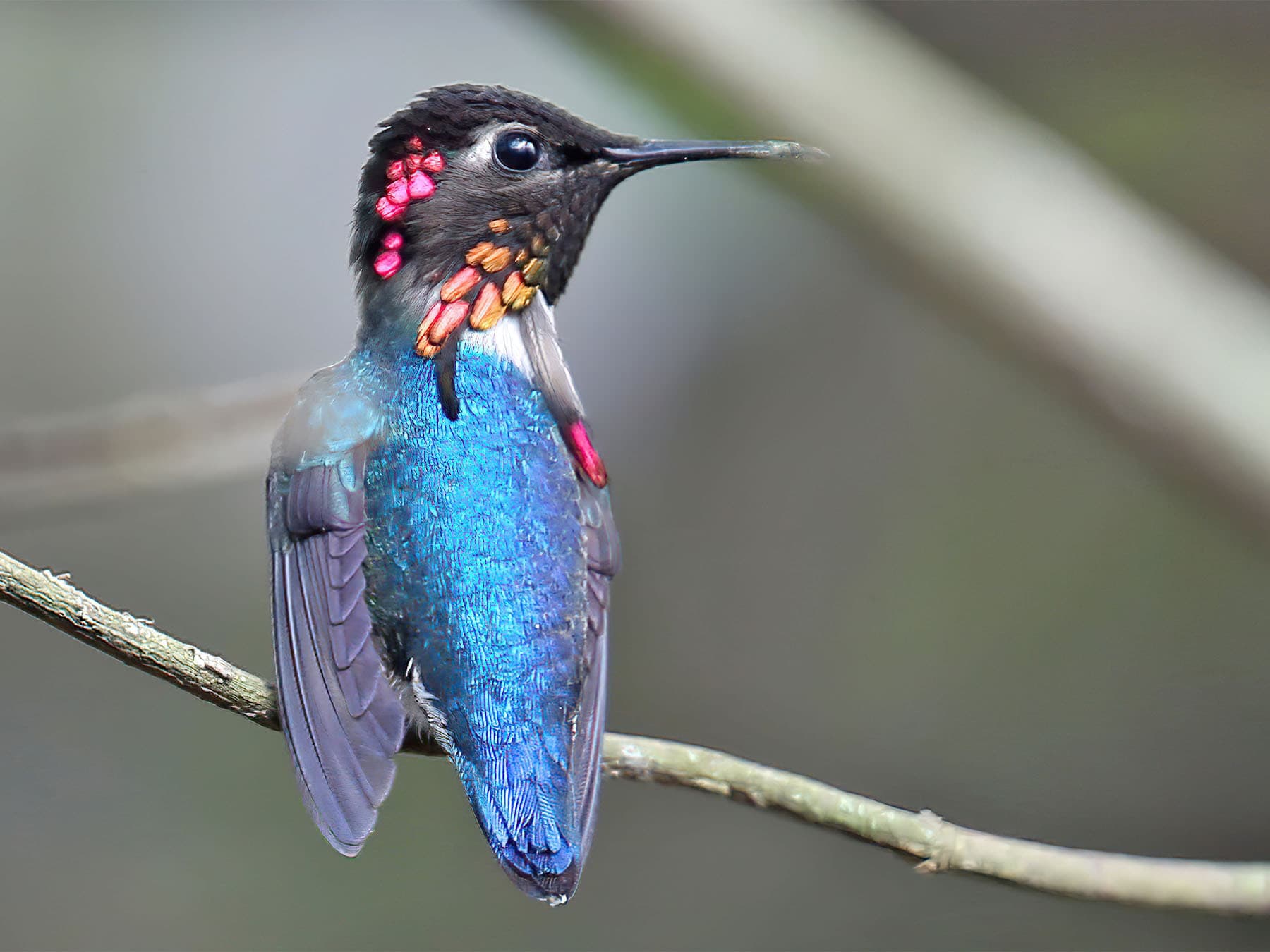 Importance of Color Vision in Birds