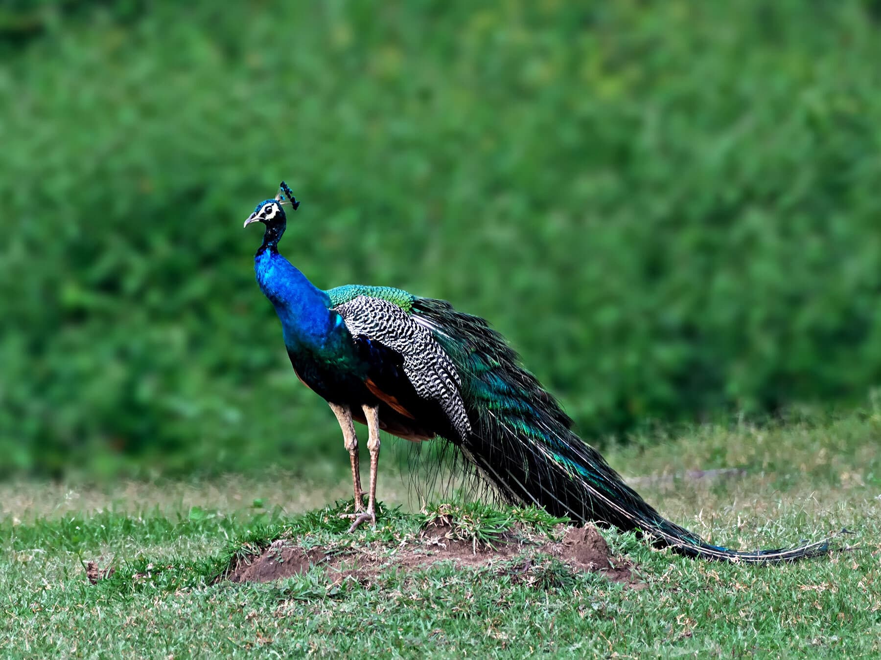 India national bird